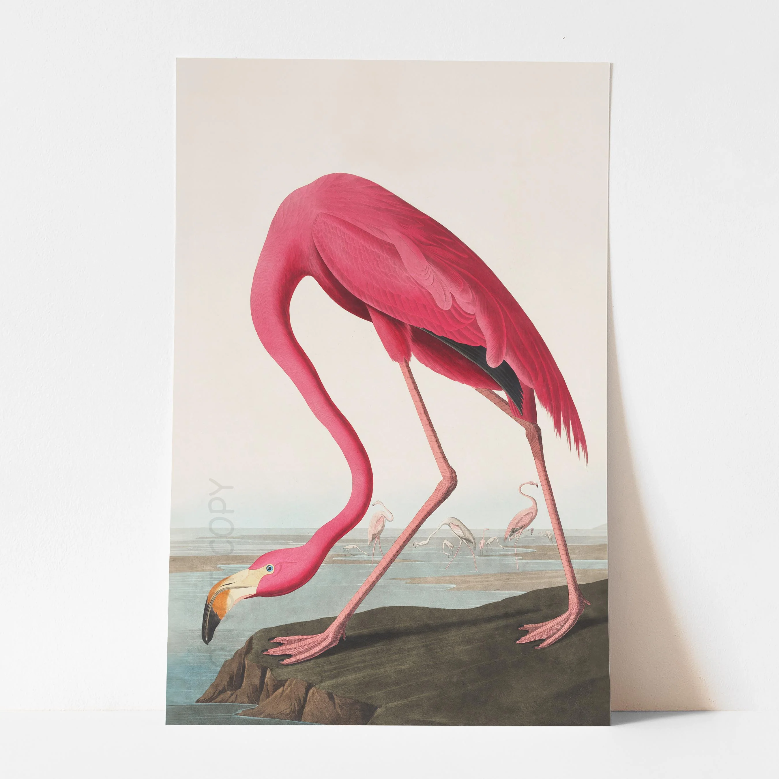 American Flamingo 1838 - Image 3