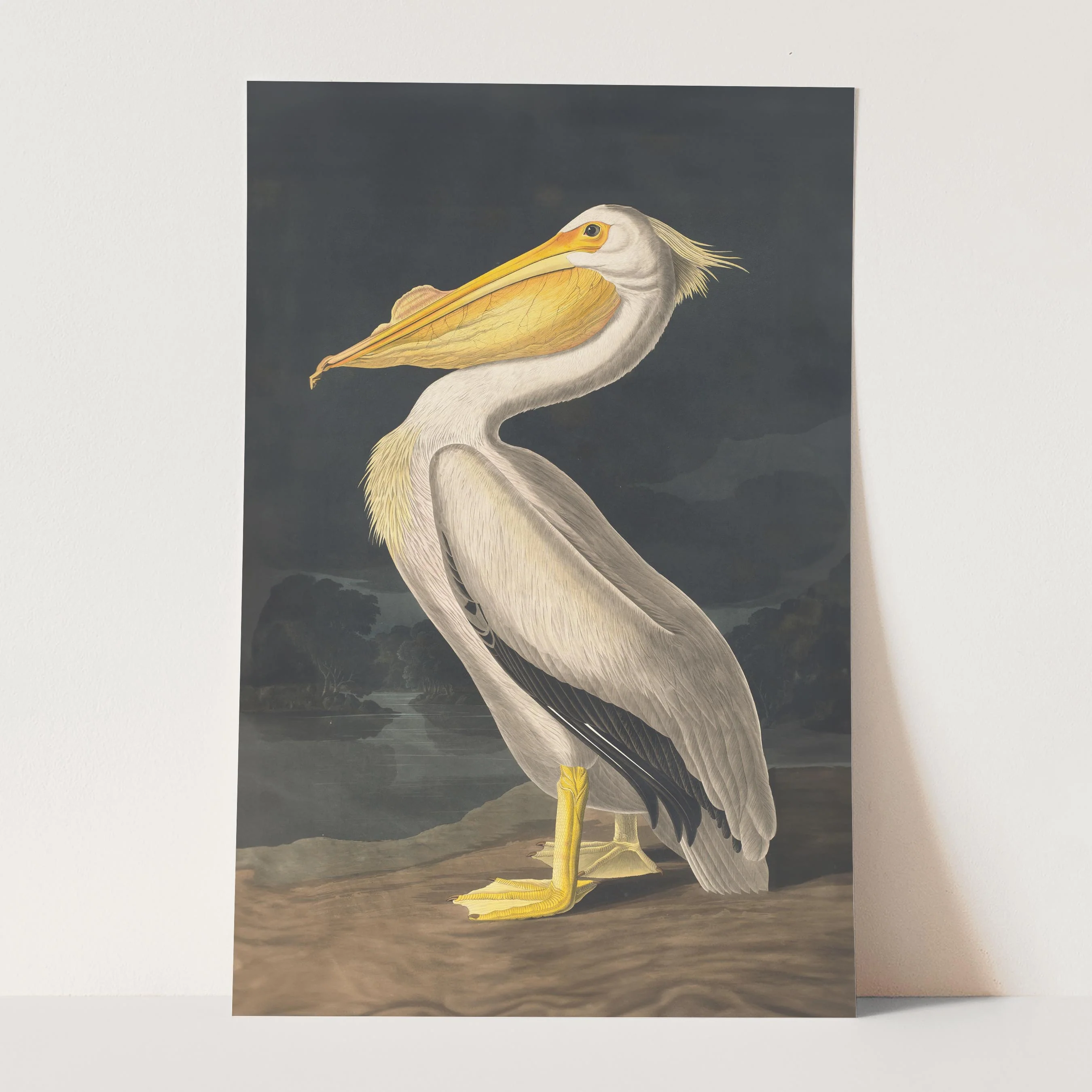 American White Pelican, Birds of America - Image 3
