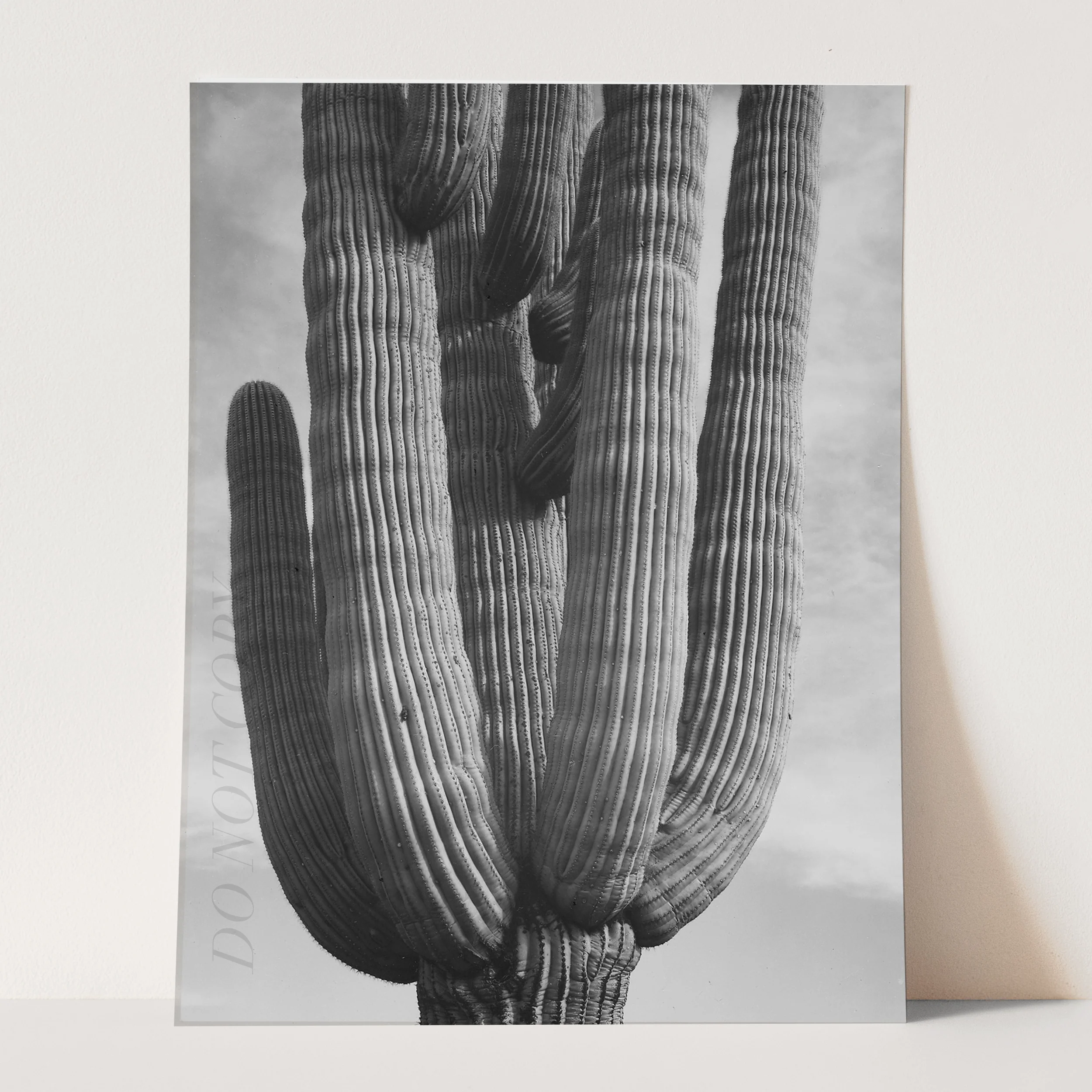 Ansel Adams Desert Cactus - Image 3