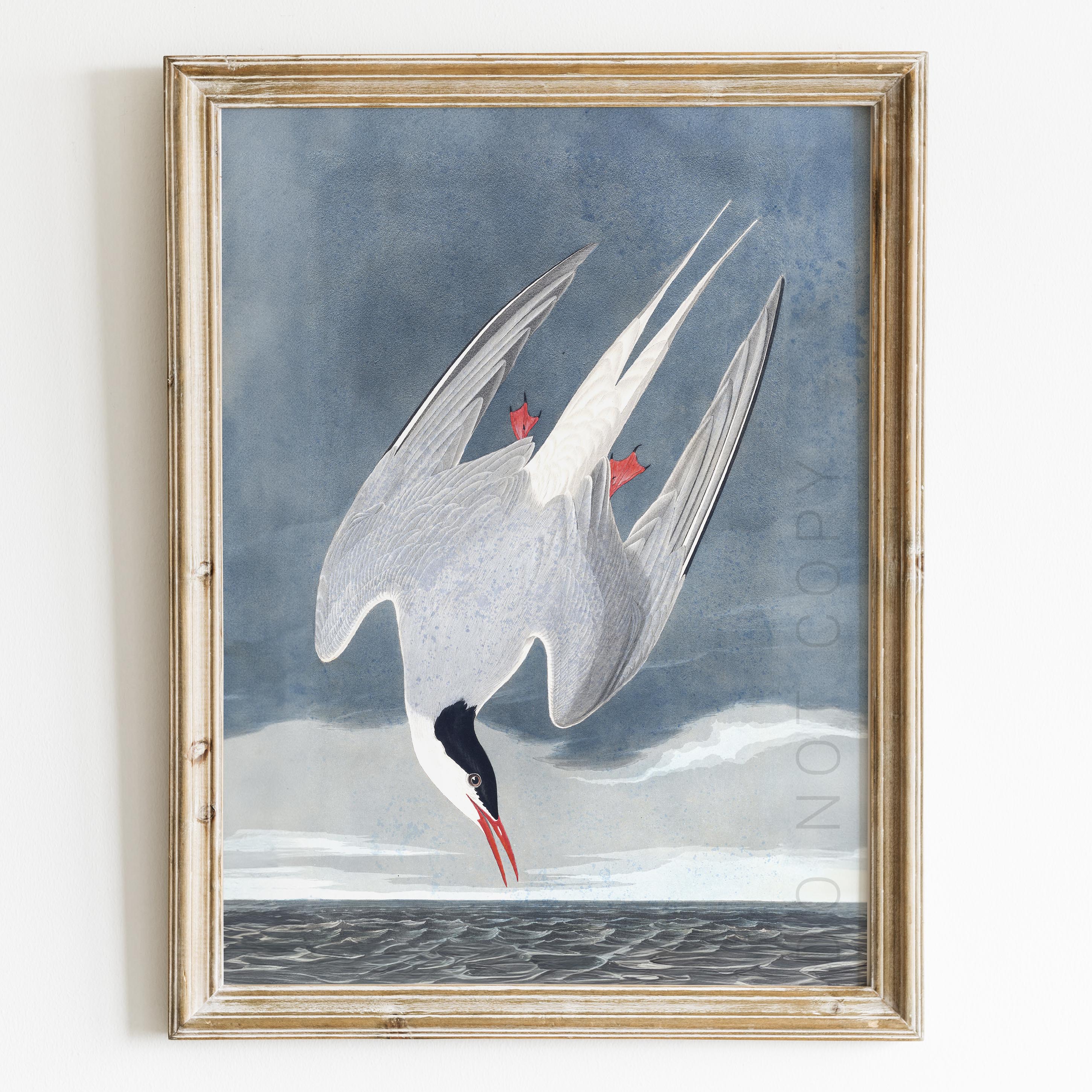 Arctic Tern