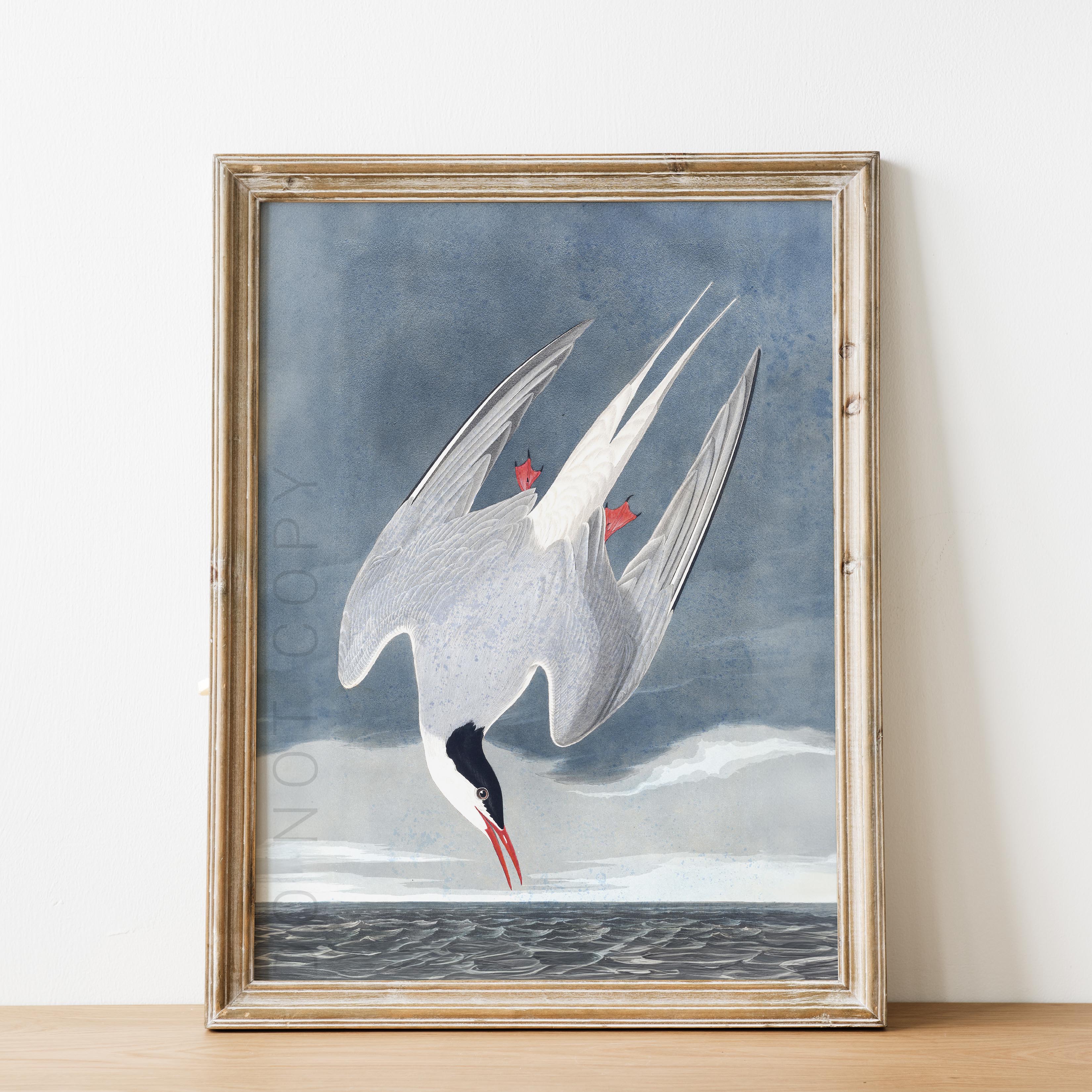 Arctic Tern - Image 2