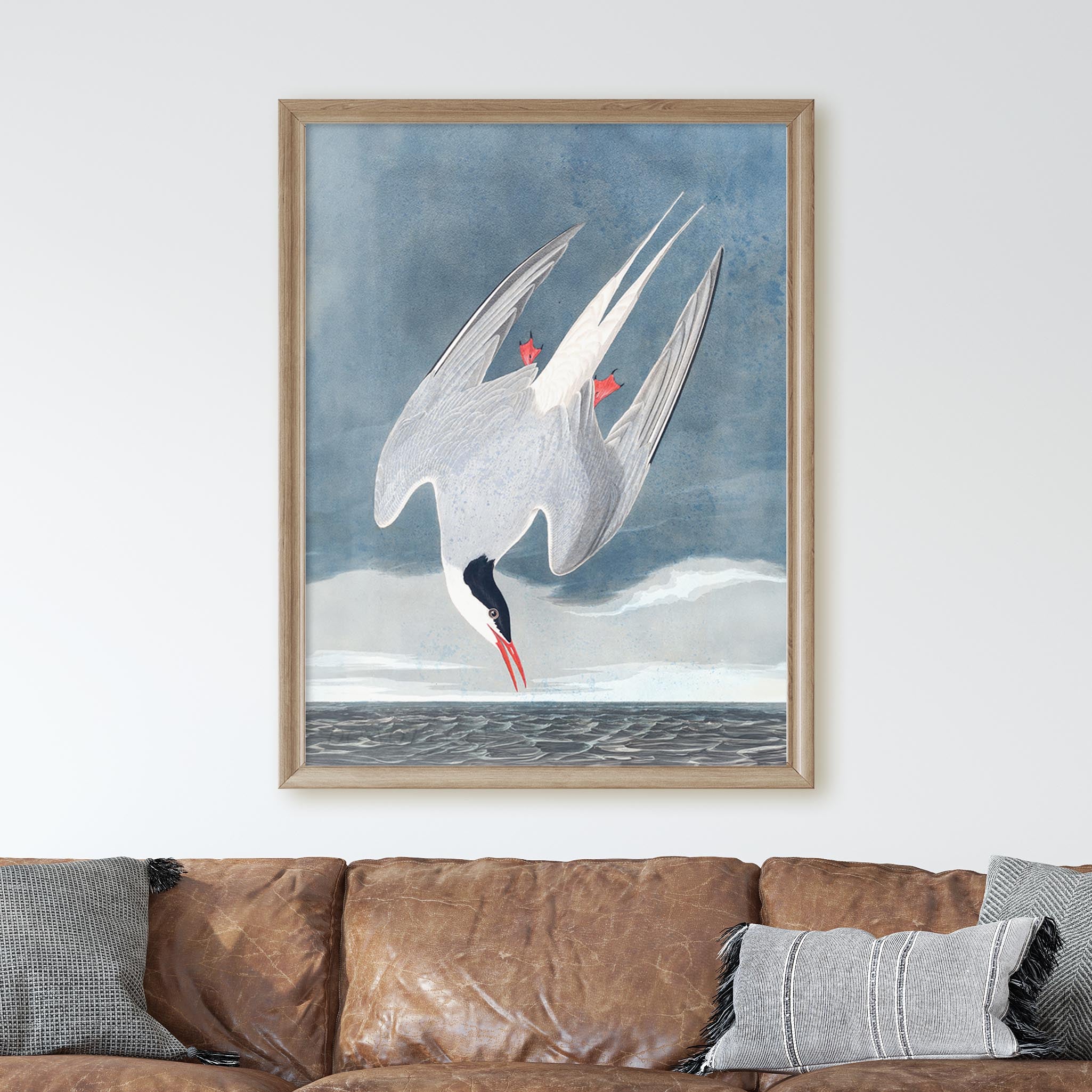 Arctic Tern - Image 3
