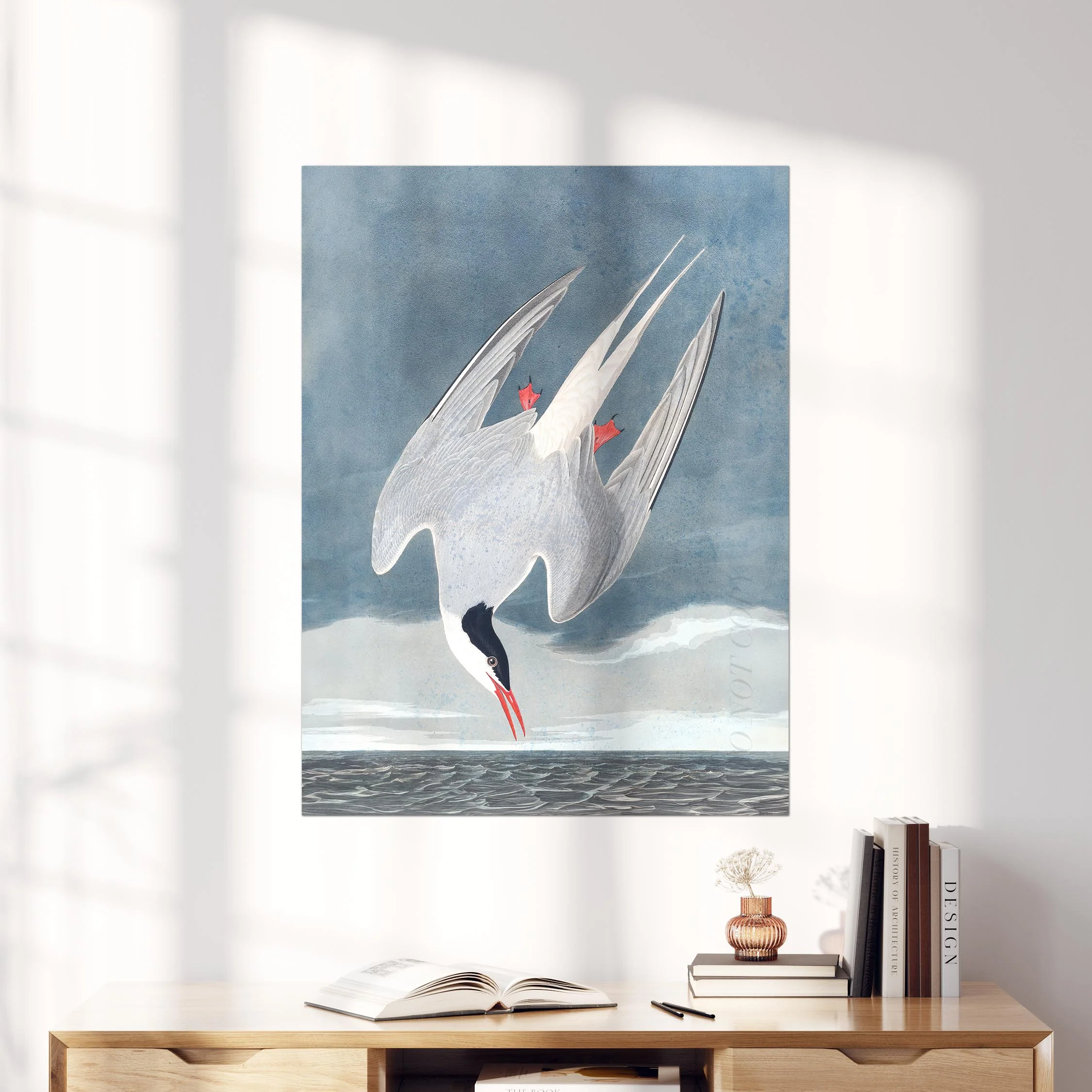Arctic Tern - Image 4