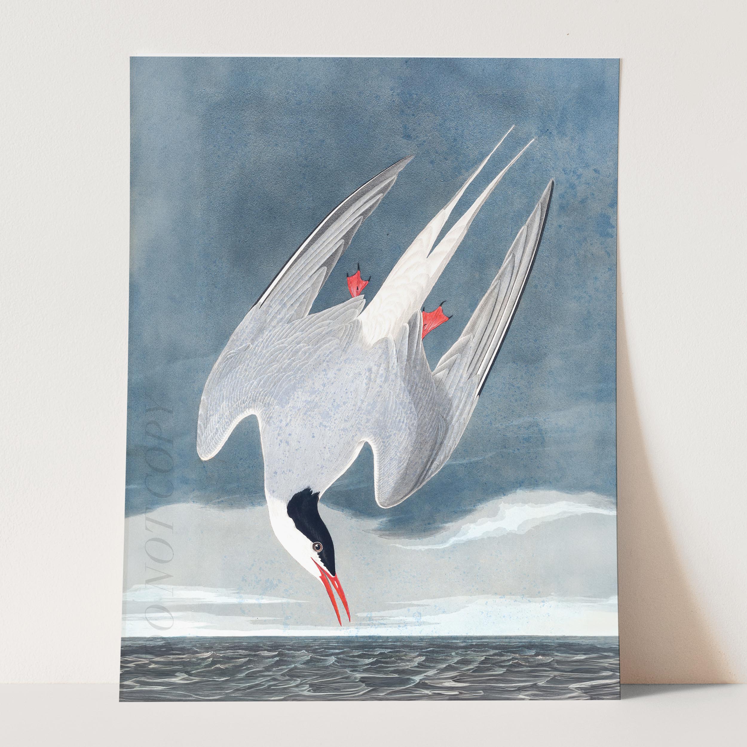 Arctic Tern - Image 5