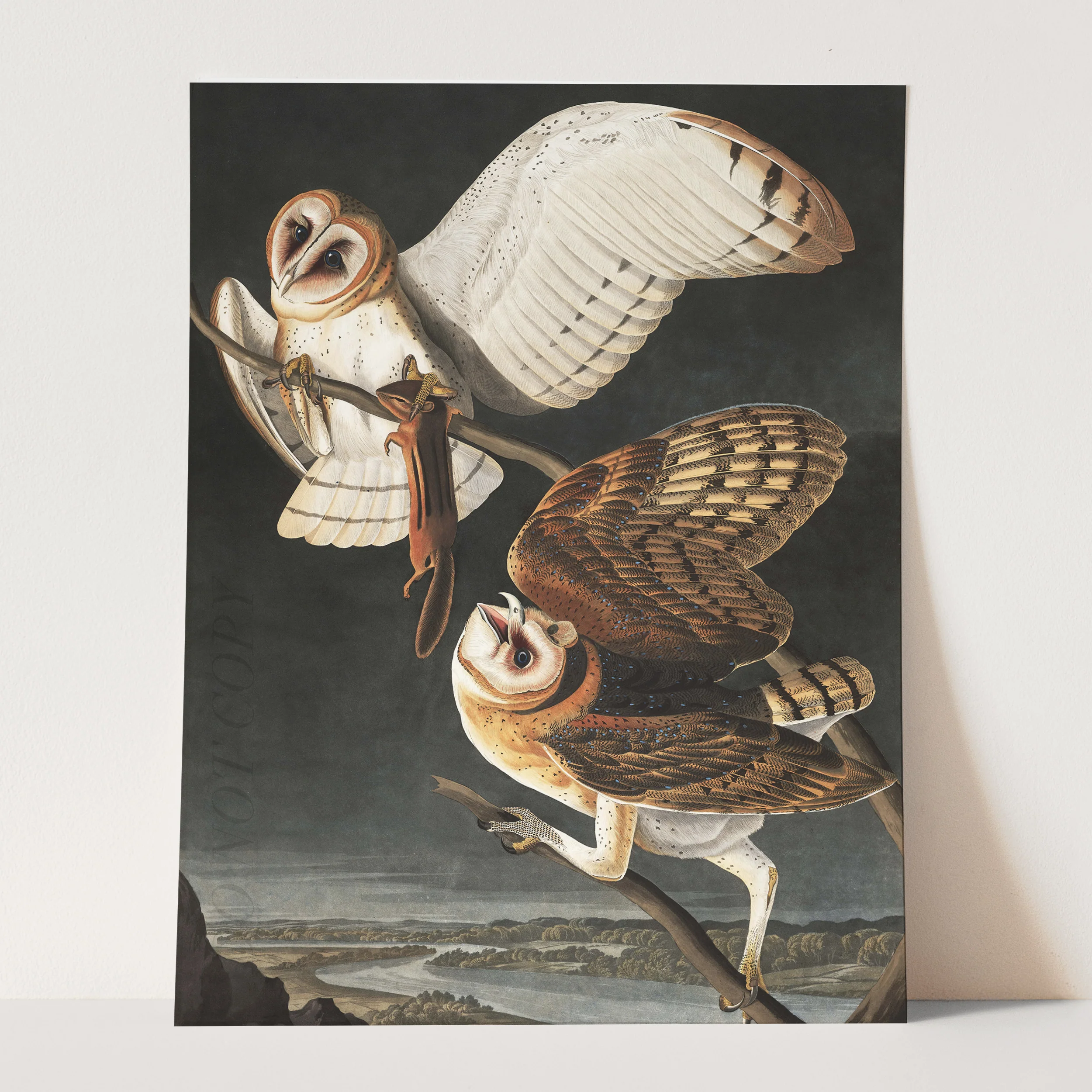 Barn Owl - Birds of America - Image 3