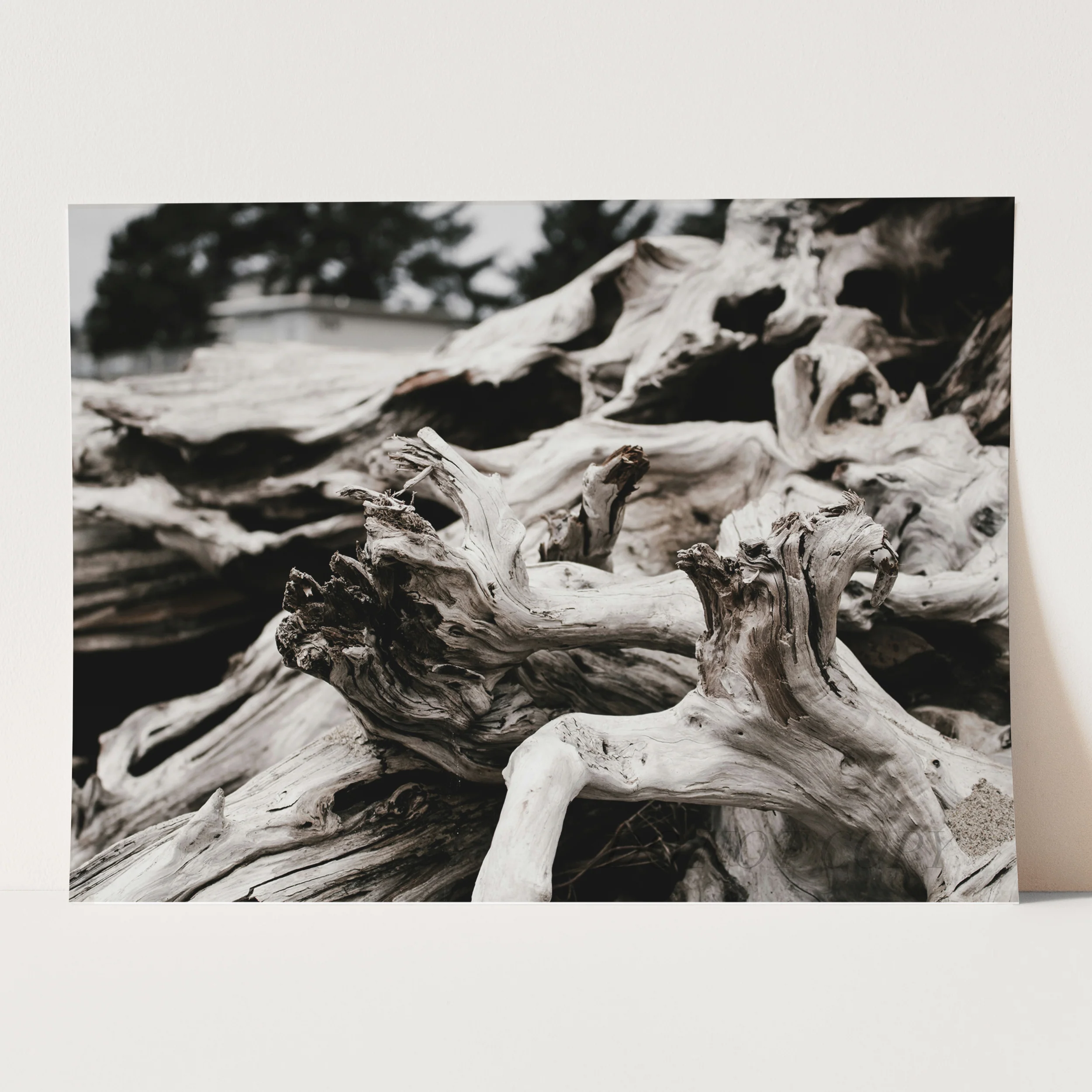 Beach Wood - Image 3