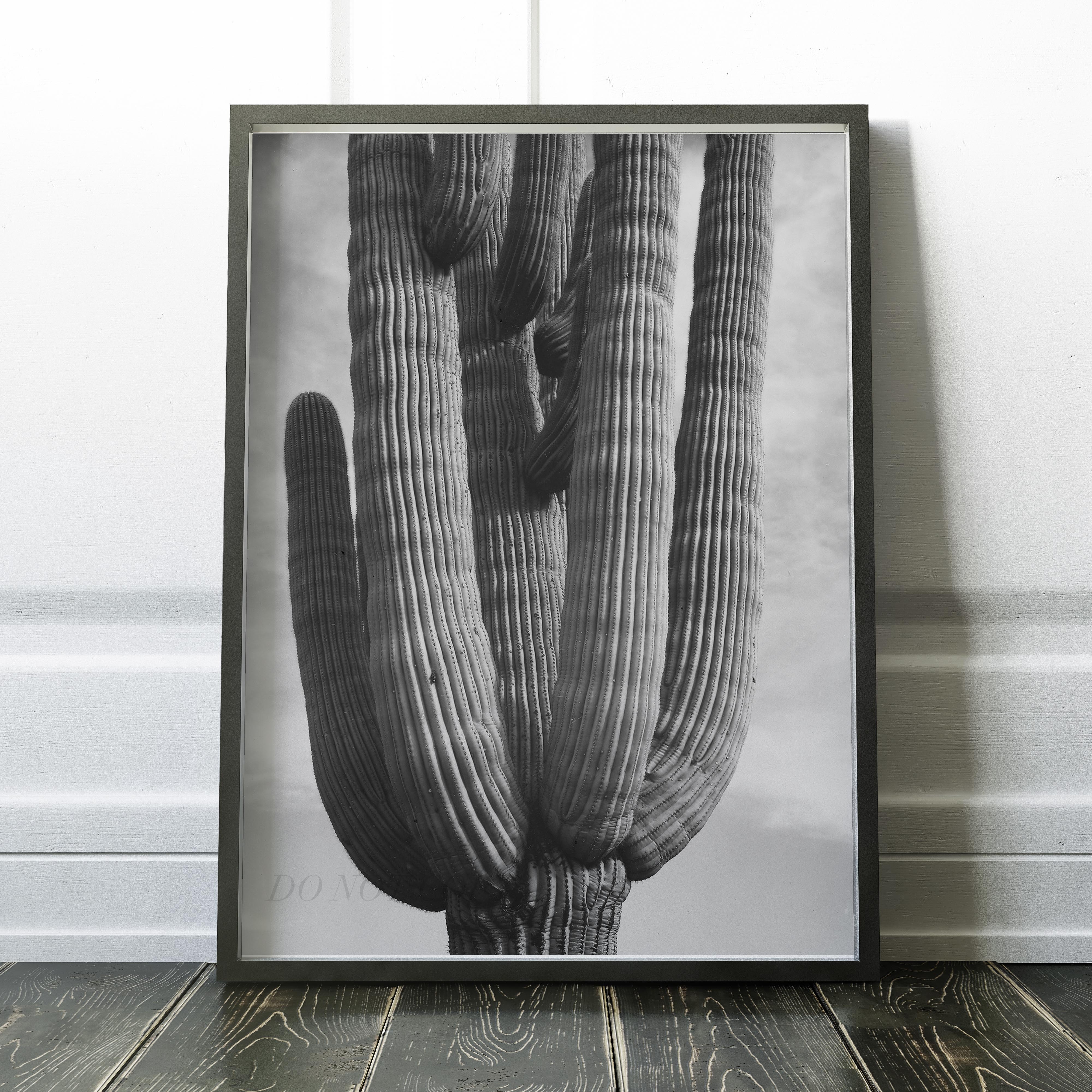 Black & White Cactus - Image 2