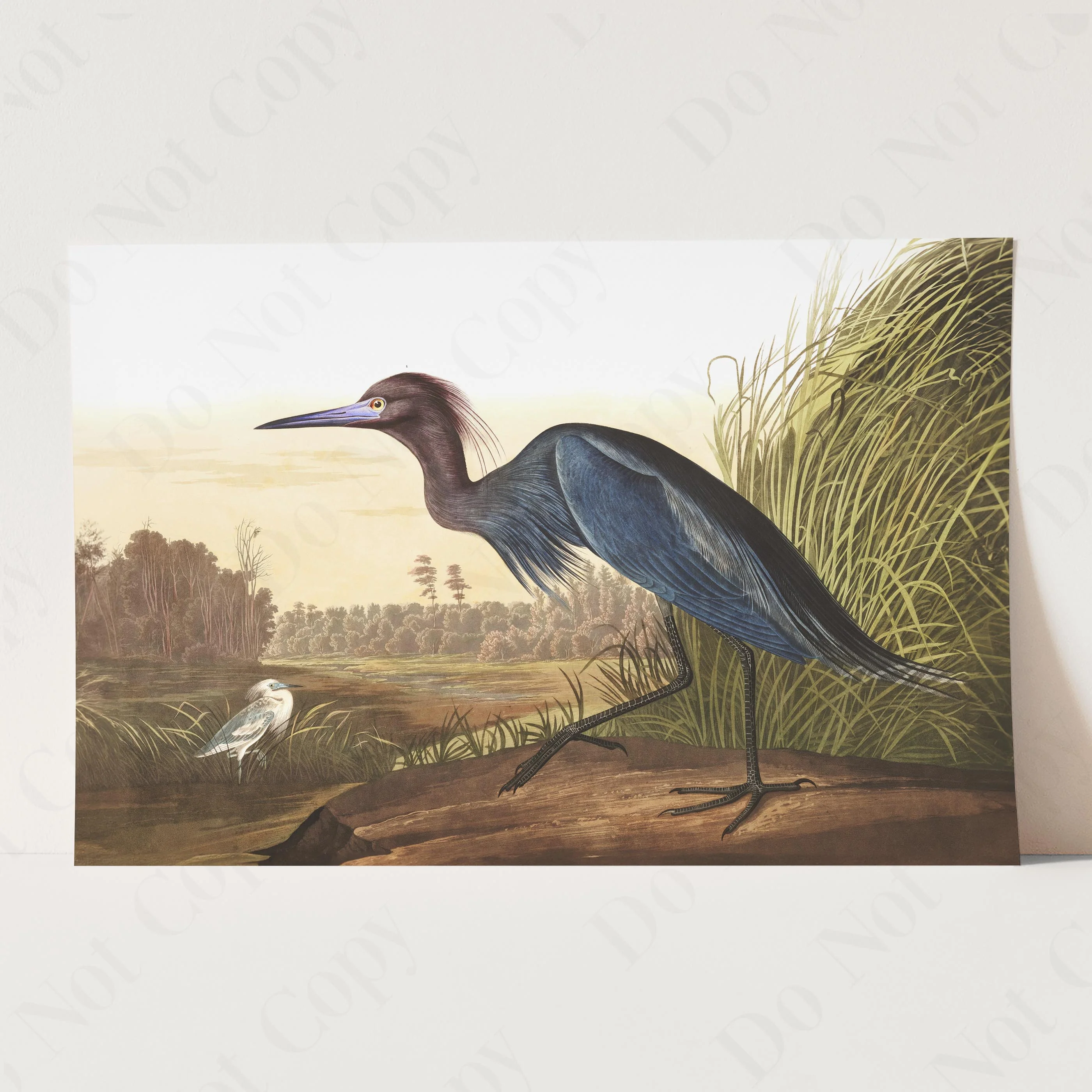 Blue Crane or Heron - Image 3
