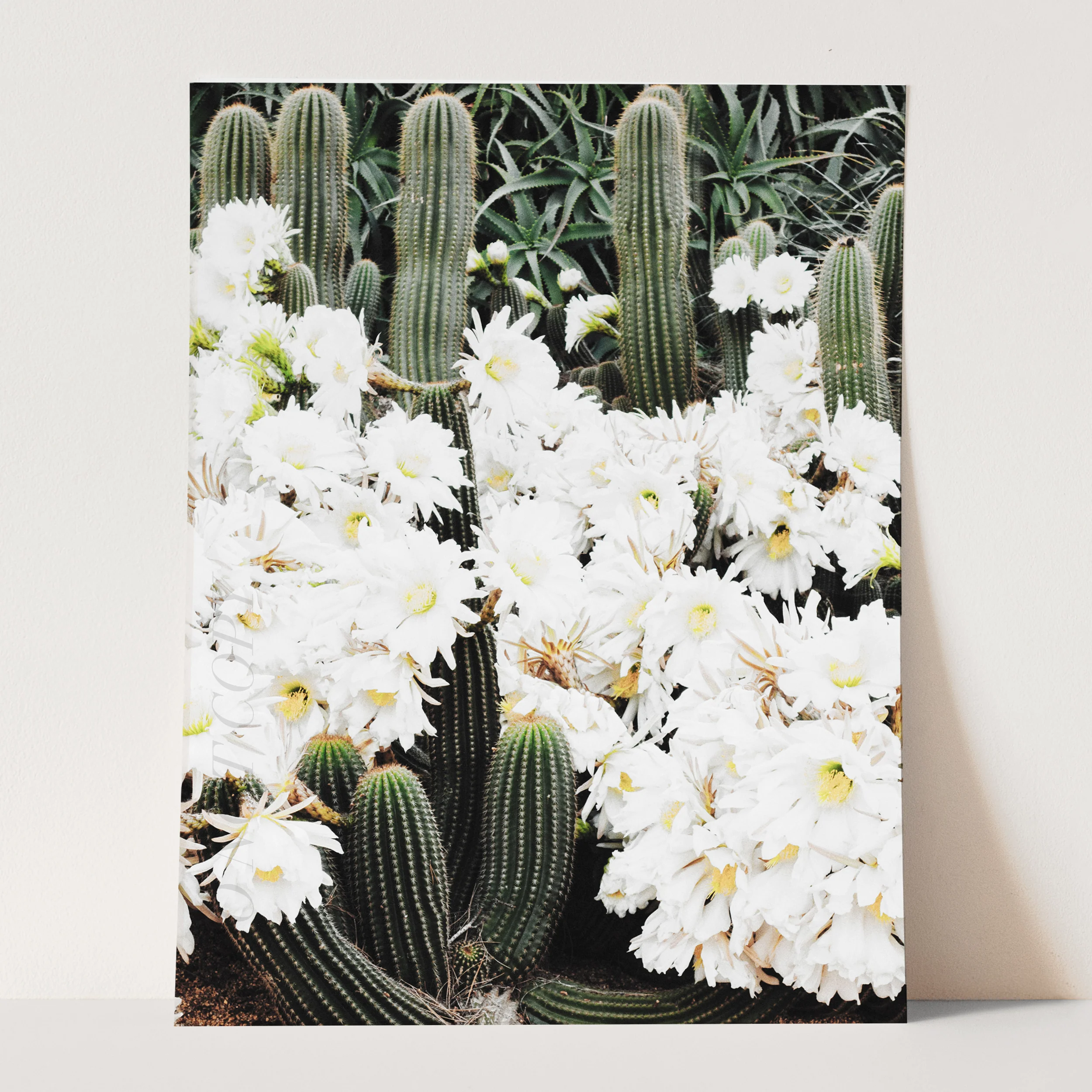 Cactus and Flowers - Image 3