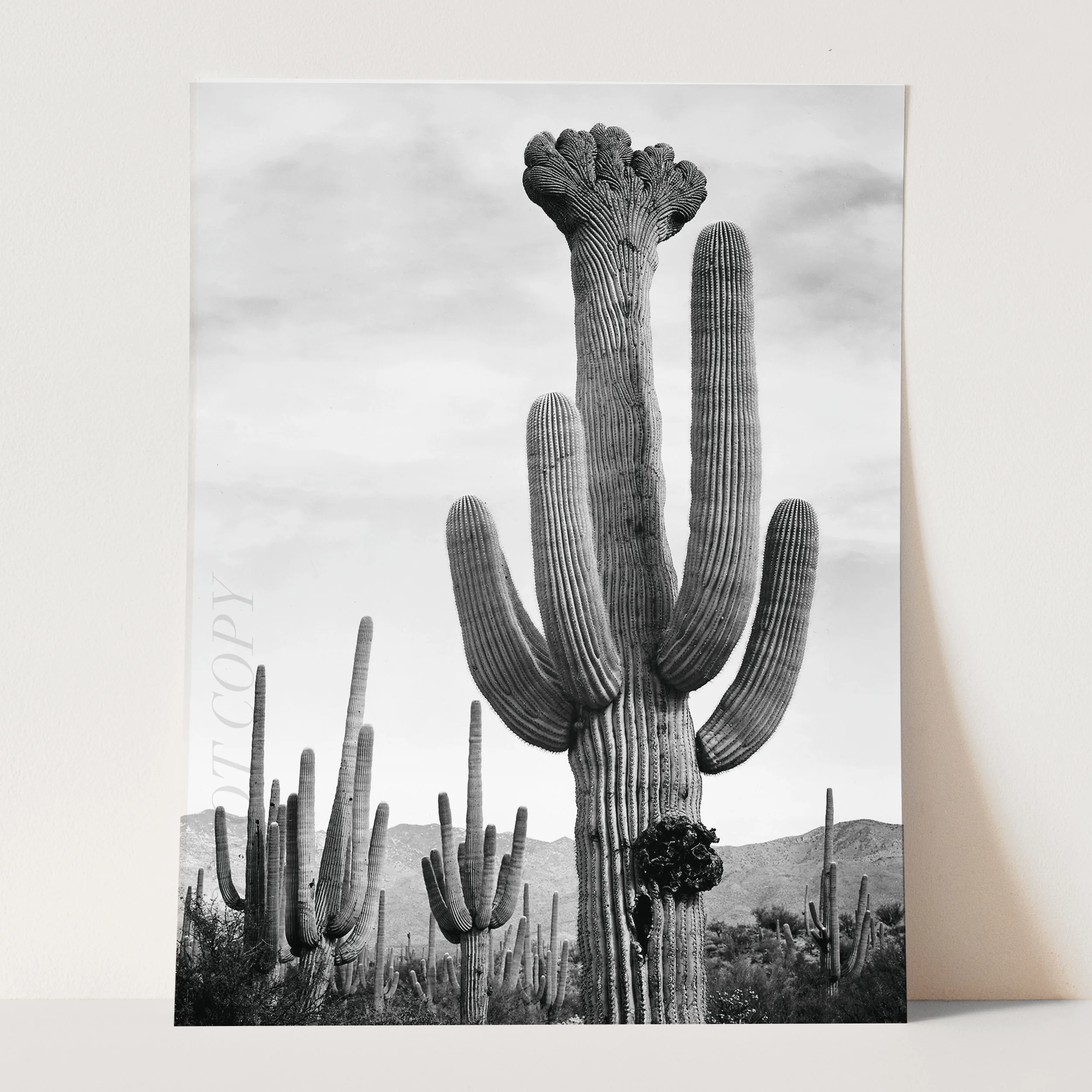 Cactus in Saguaro National Monument, Ansel Adams - Image 3