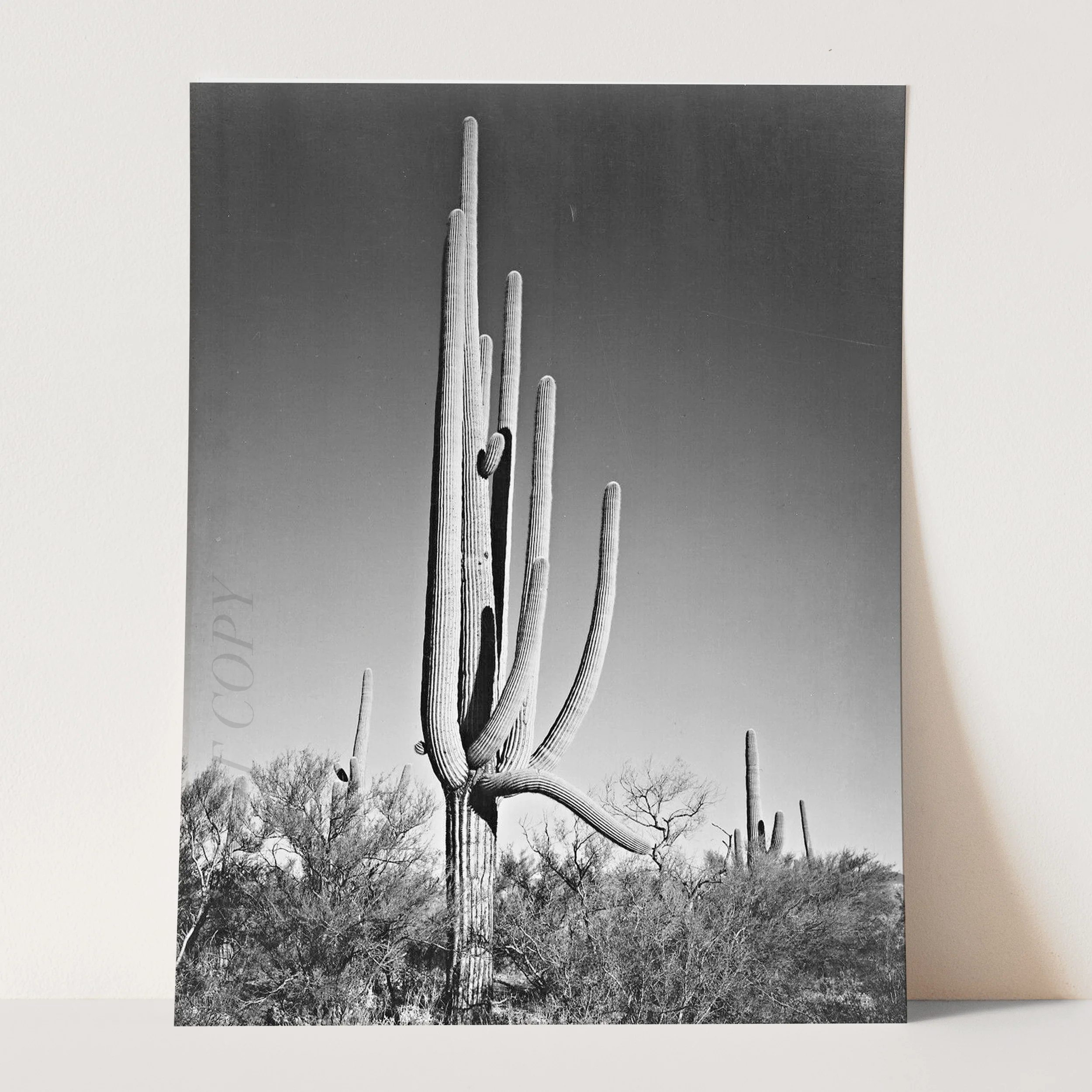 Cactus in Saguaro National Monument, Arizona Ansel Adams - Image 3