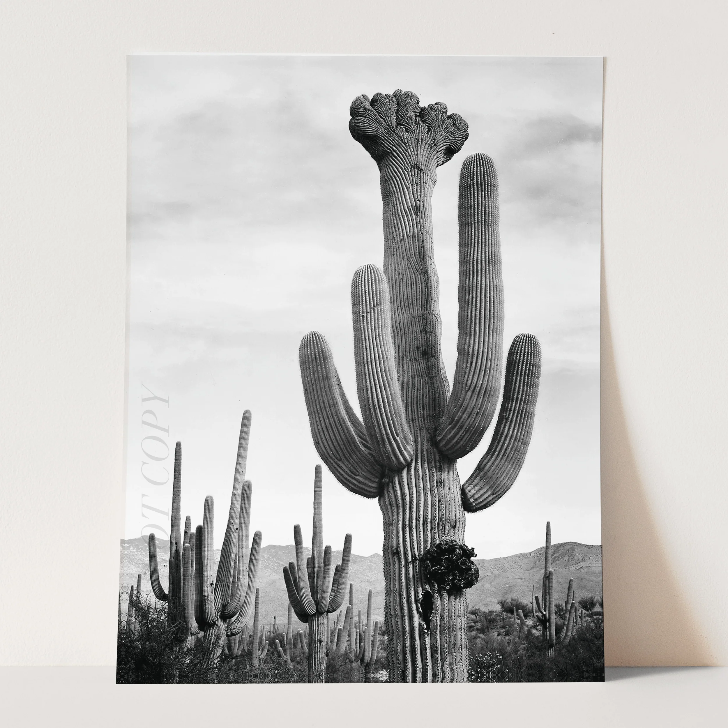 Cactus in Saguaro National Monument, Arizona by Ansel Adams - Image 3