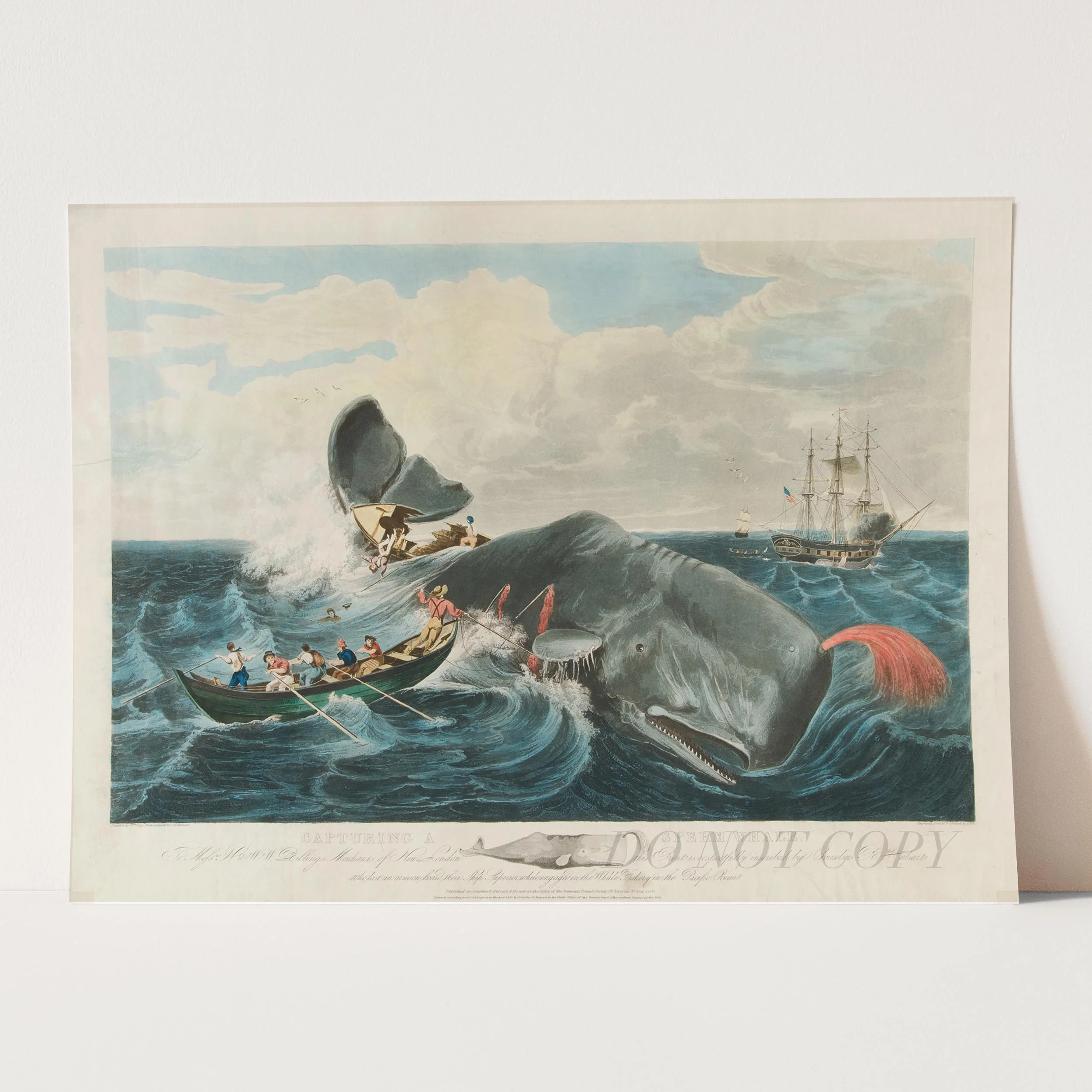 Capturing a Sperm Whale - Image 5