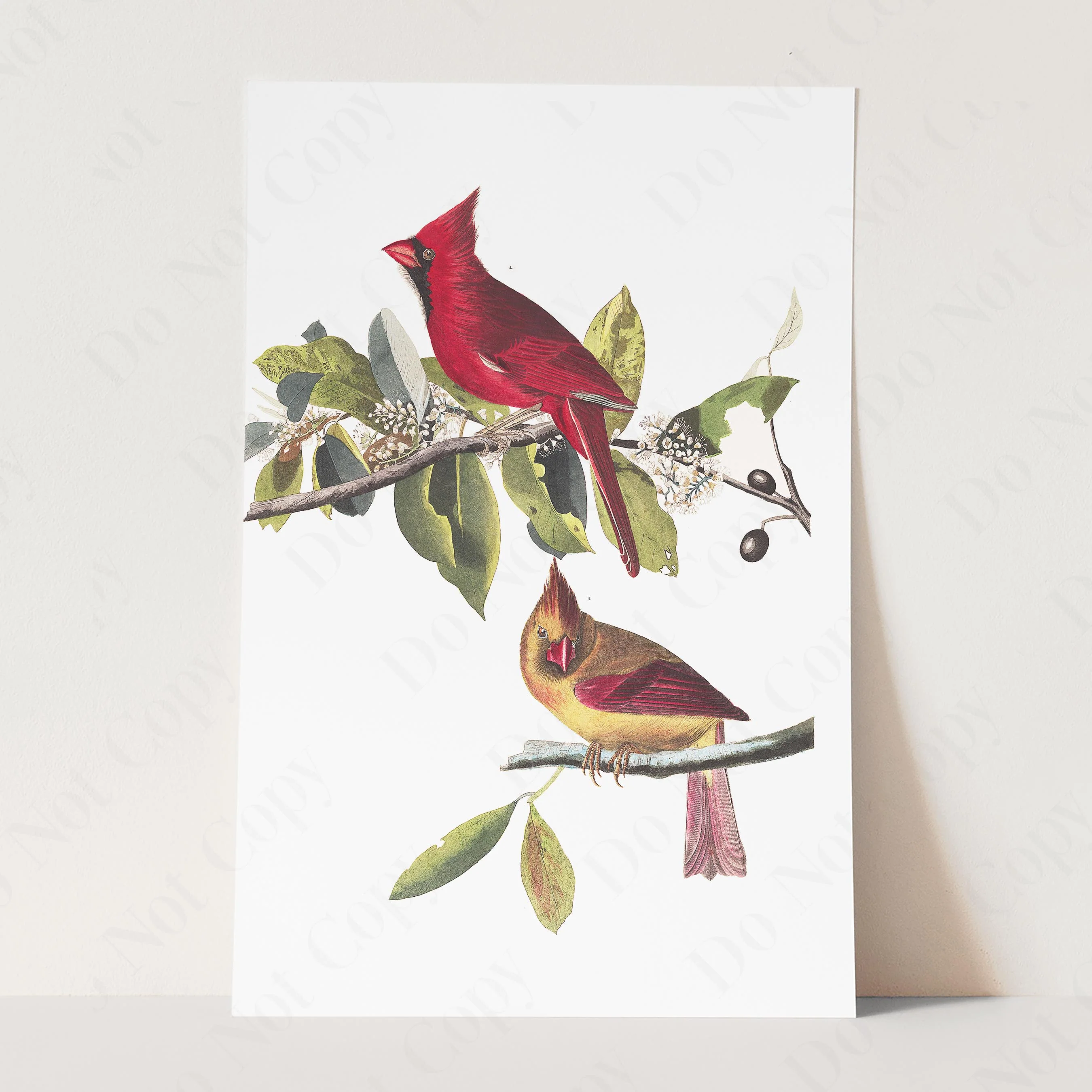 Cardinal Grosbeak - Image 3