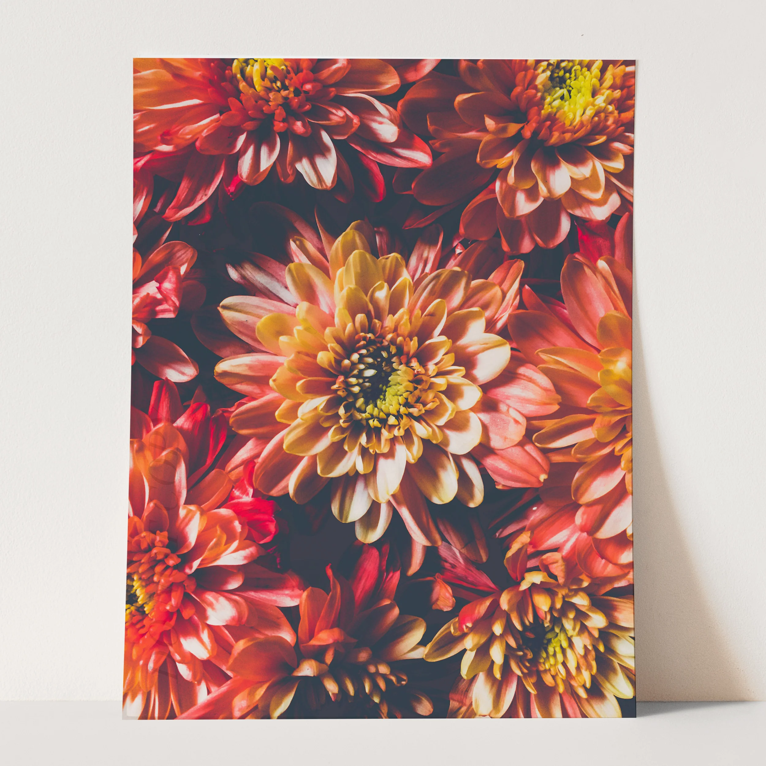 Chrysanthemum Flowers - Image 3