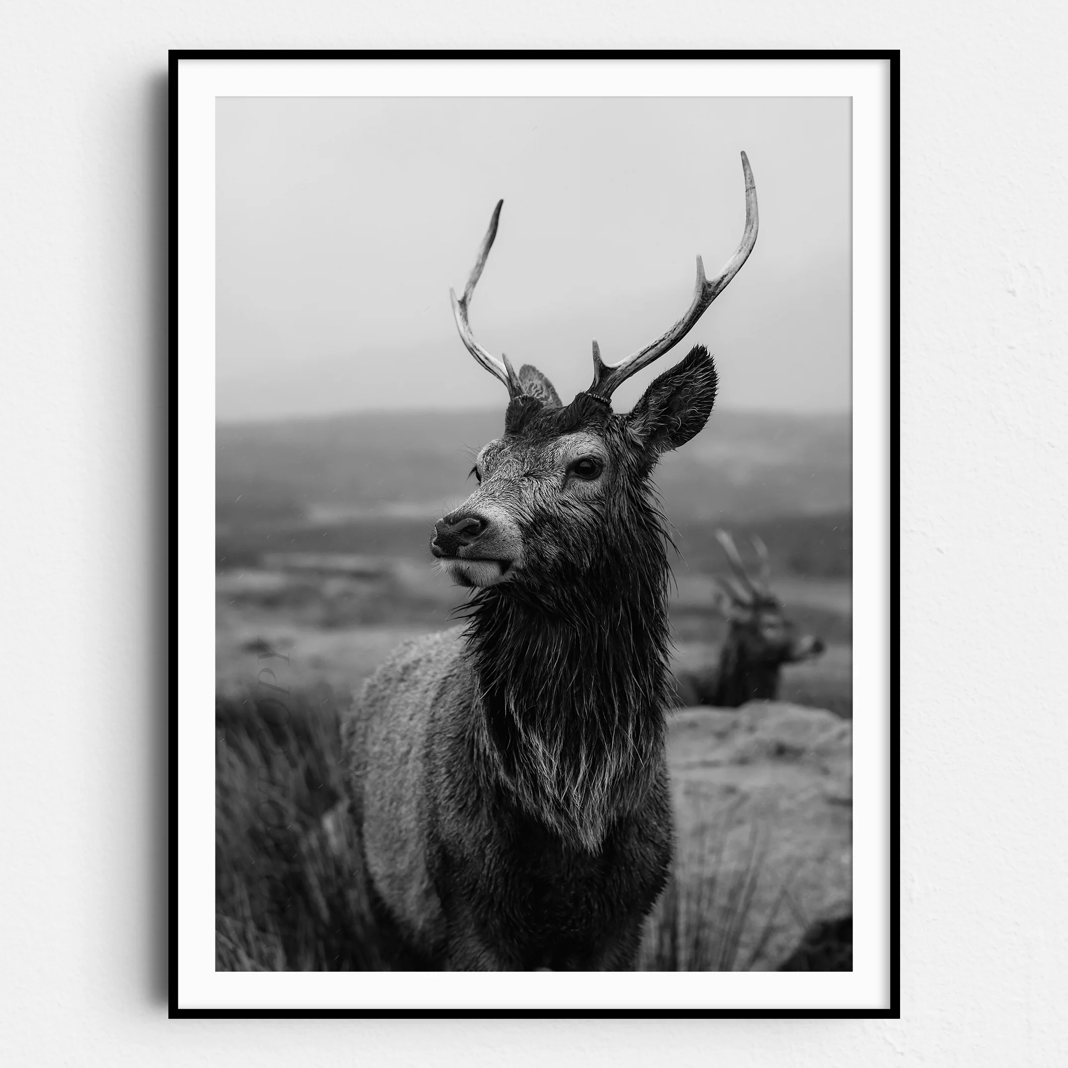 Deer With Antlers