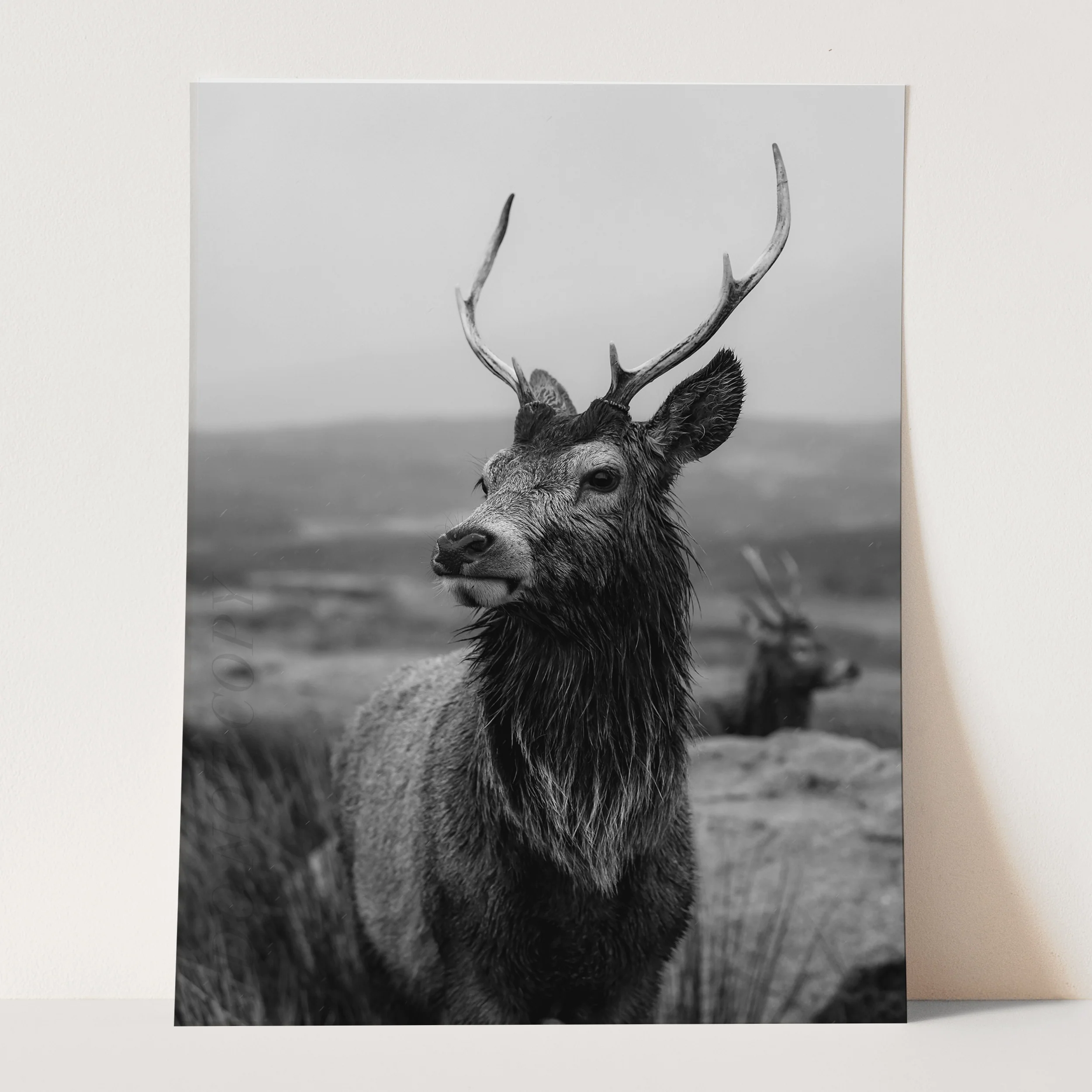 Deer With Antlers - Image 3