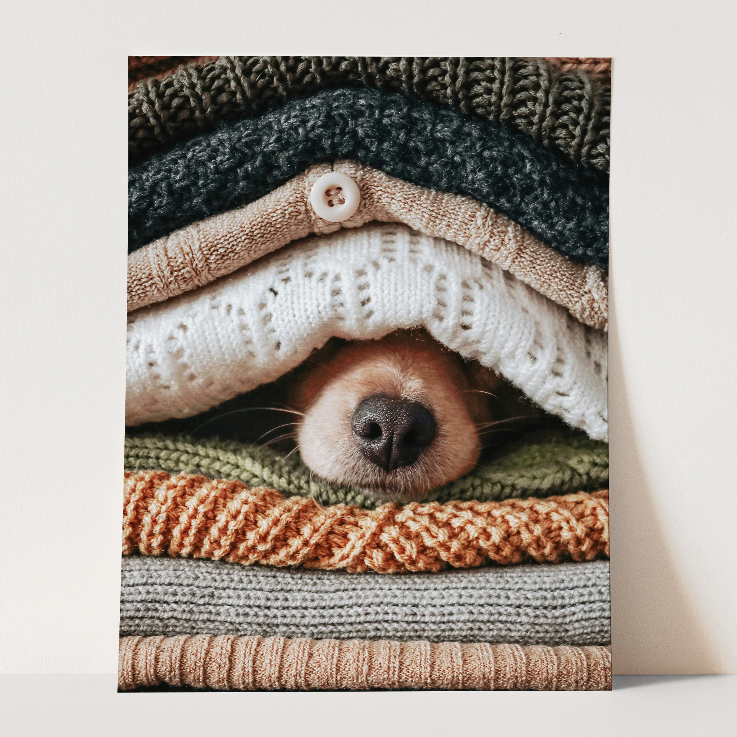 Dog Hiding Between Sweaters - Image 3