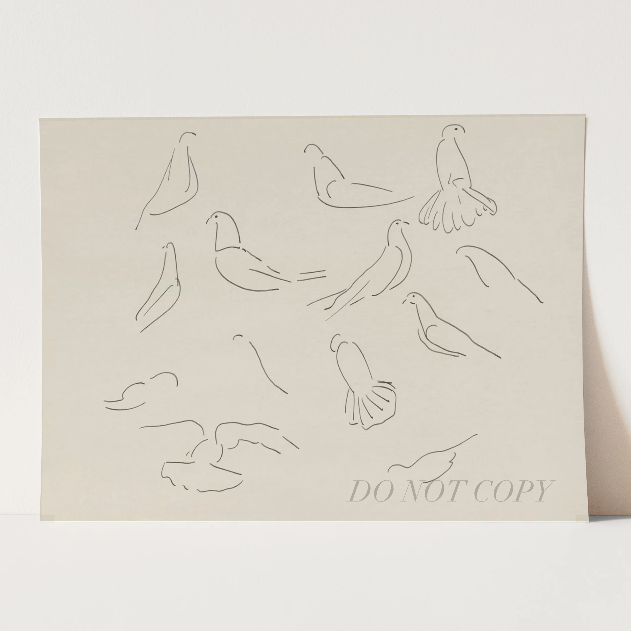 Dove Study - Image 3