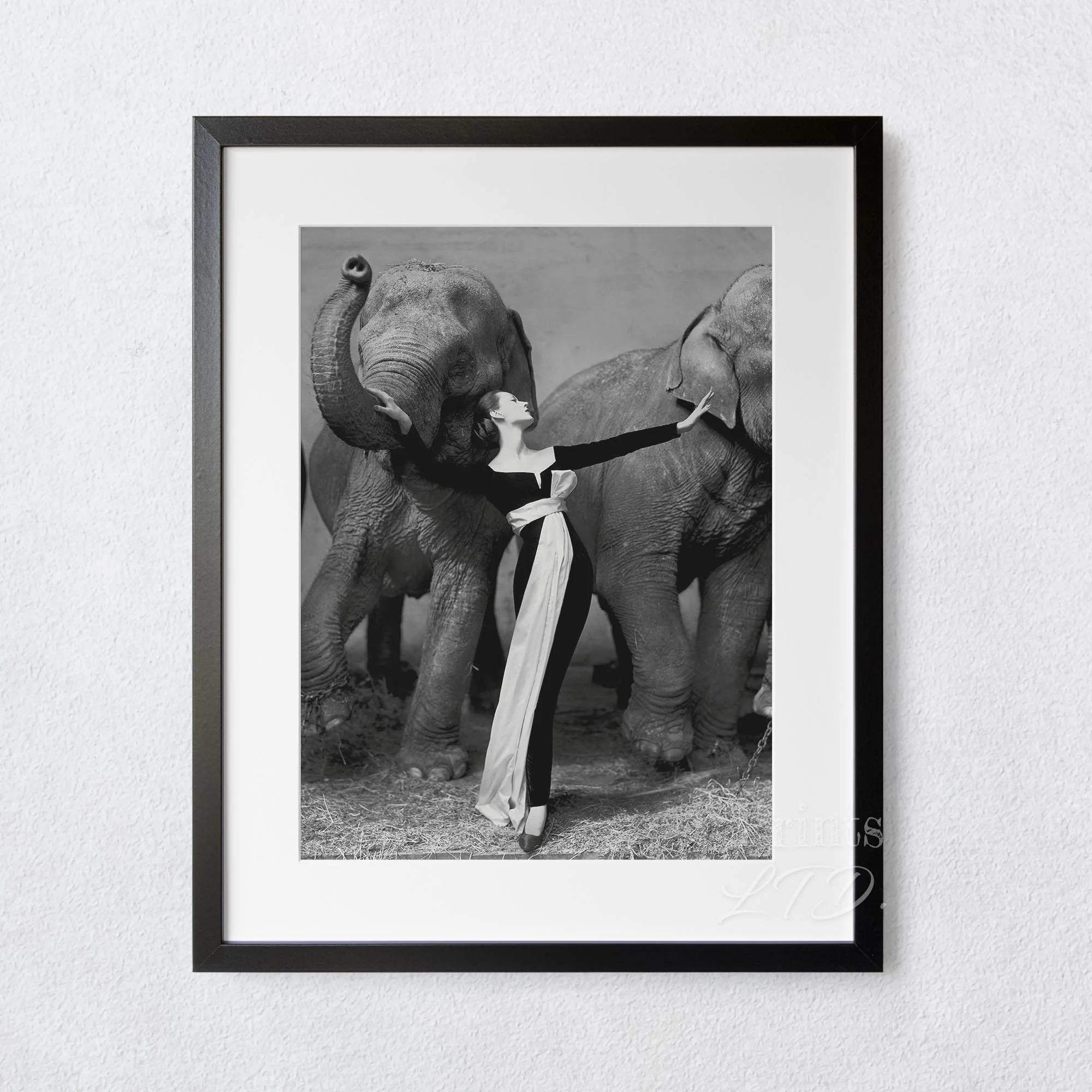 Dovima with the Elephants, Cirque D'hiver, August 1955 - Image 4