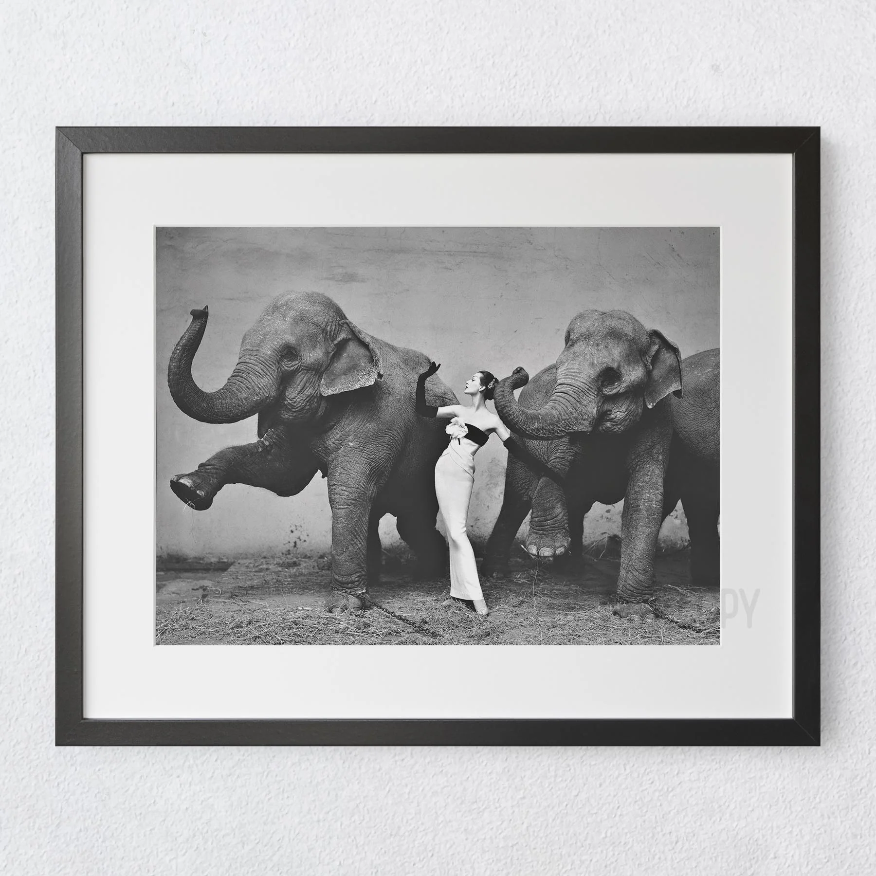 Dovima with the Elephants, Cirque d'hiver, August 1955. Dovima photographed by Richard Avedon - Image 5