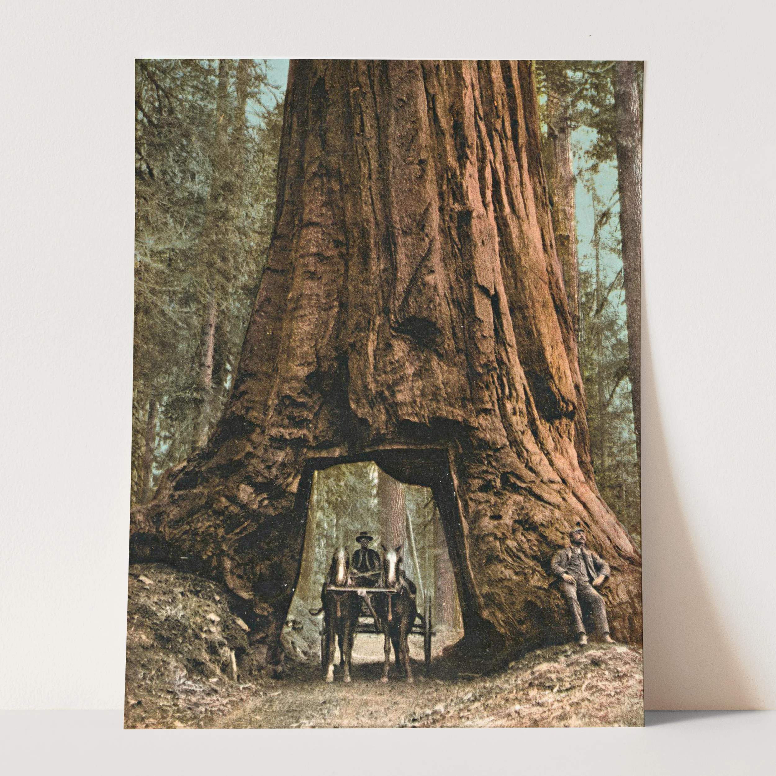 Driving Horse Carriage Through Giant Redwood Tree, Mariposa California - Image 3
