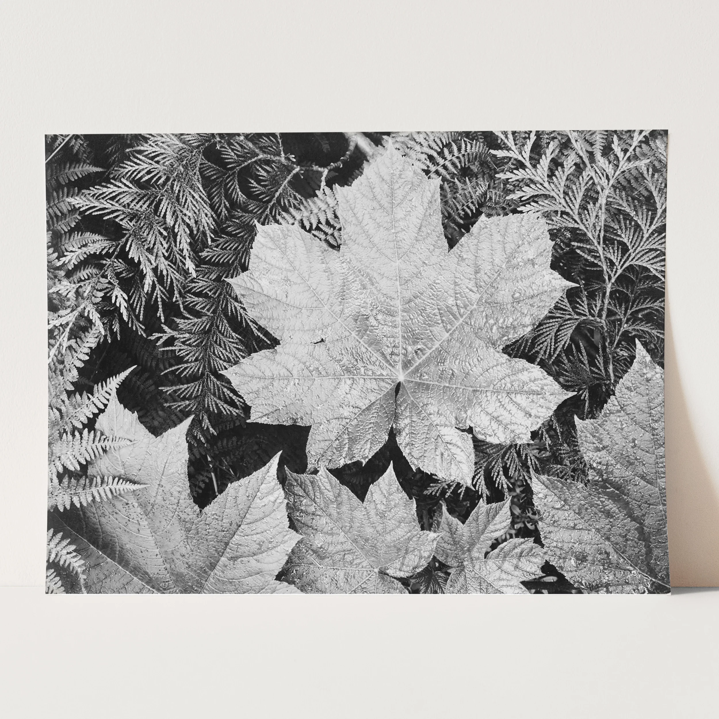 Glacier National Park Montana Leaves by Ansel Adams - Image 3
