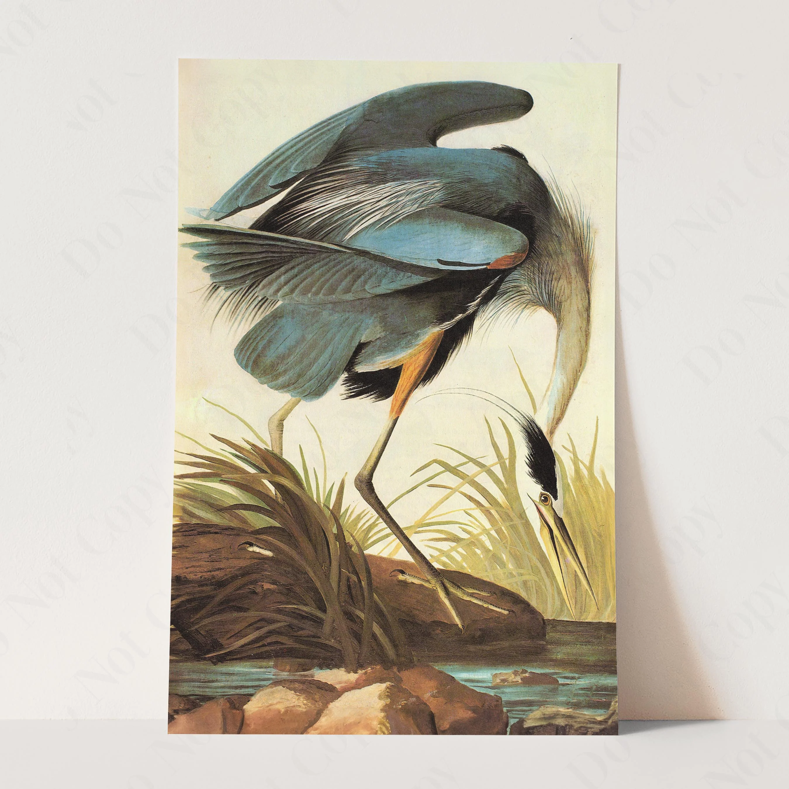 Great Blue Heron 1821 - Image 3