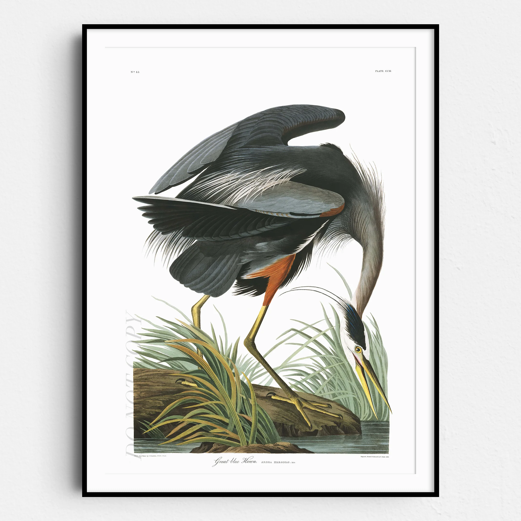 Great Blue Heron - Birds of America