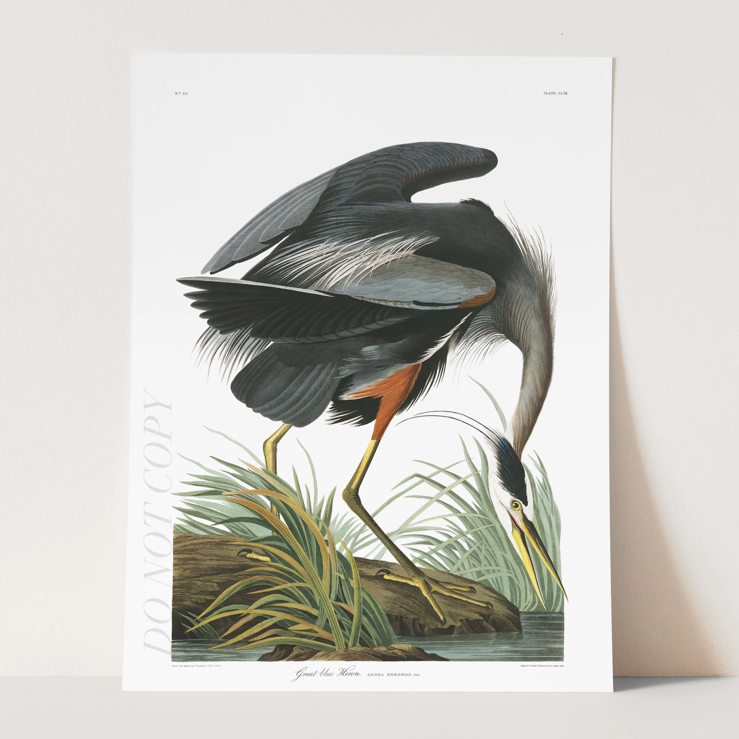Great Blue Heron - Birds of America - Image 3