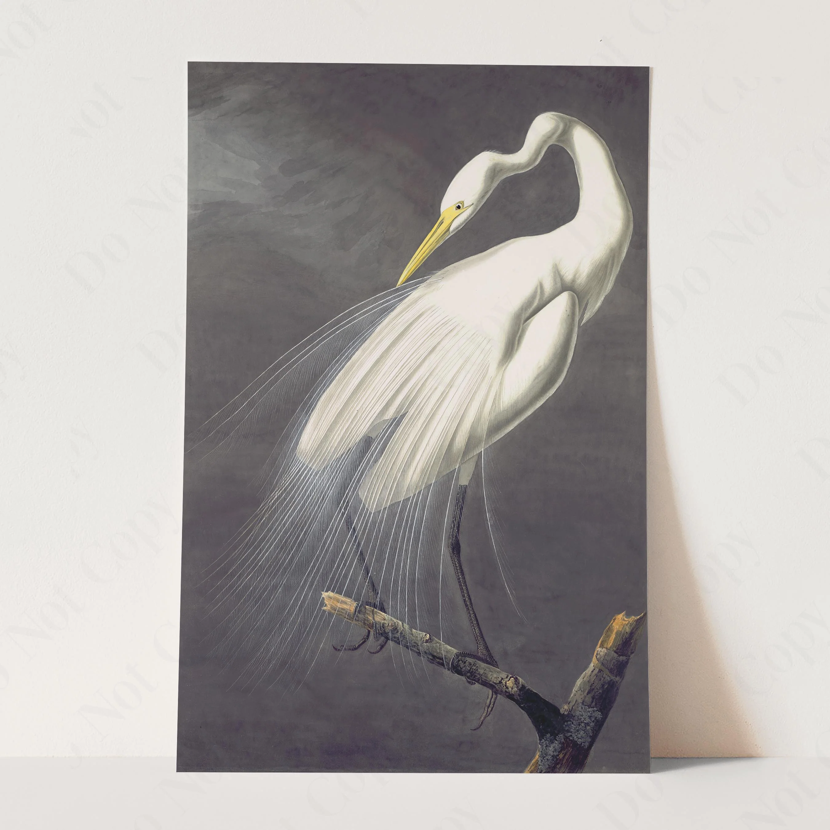 Great Egret, Birds of America - Image 3