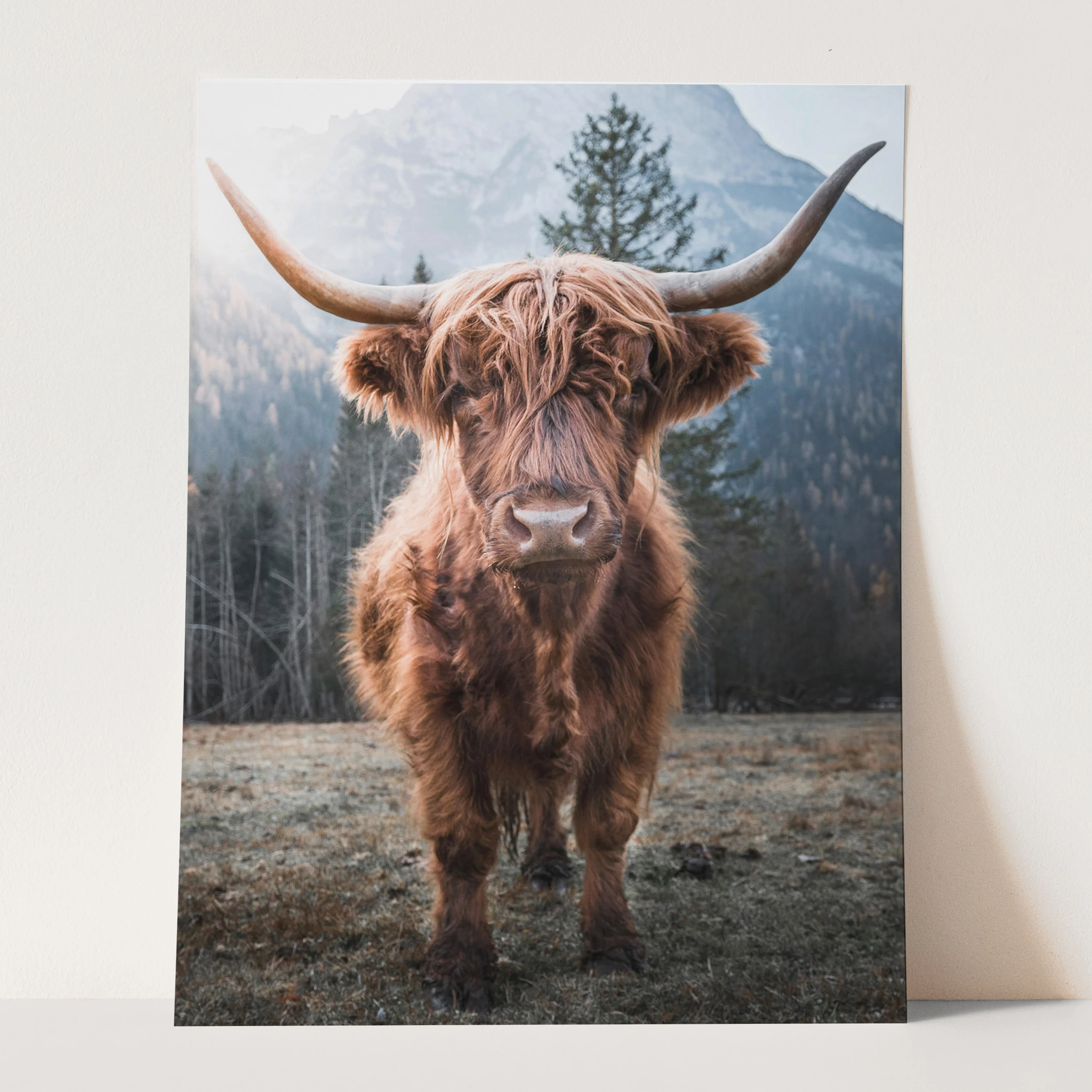 Highland Cow Scottish Cattle - Image 3