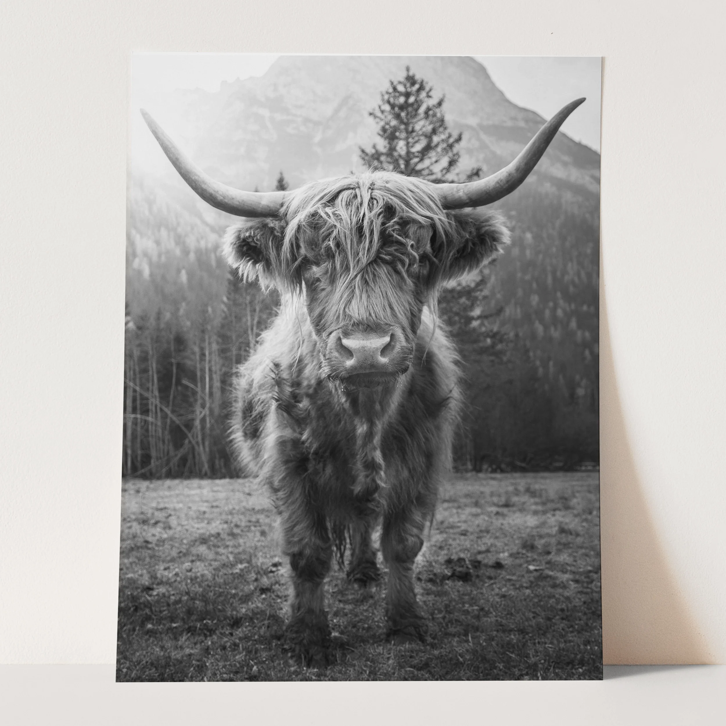 Highland Cow Scottish Cattle Black & White - Image 3