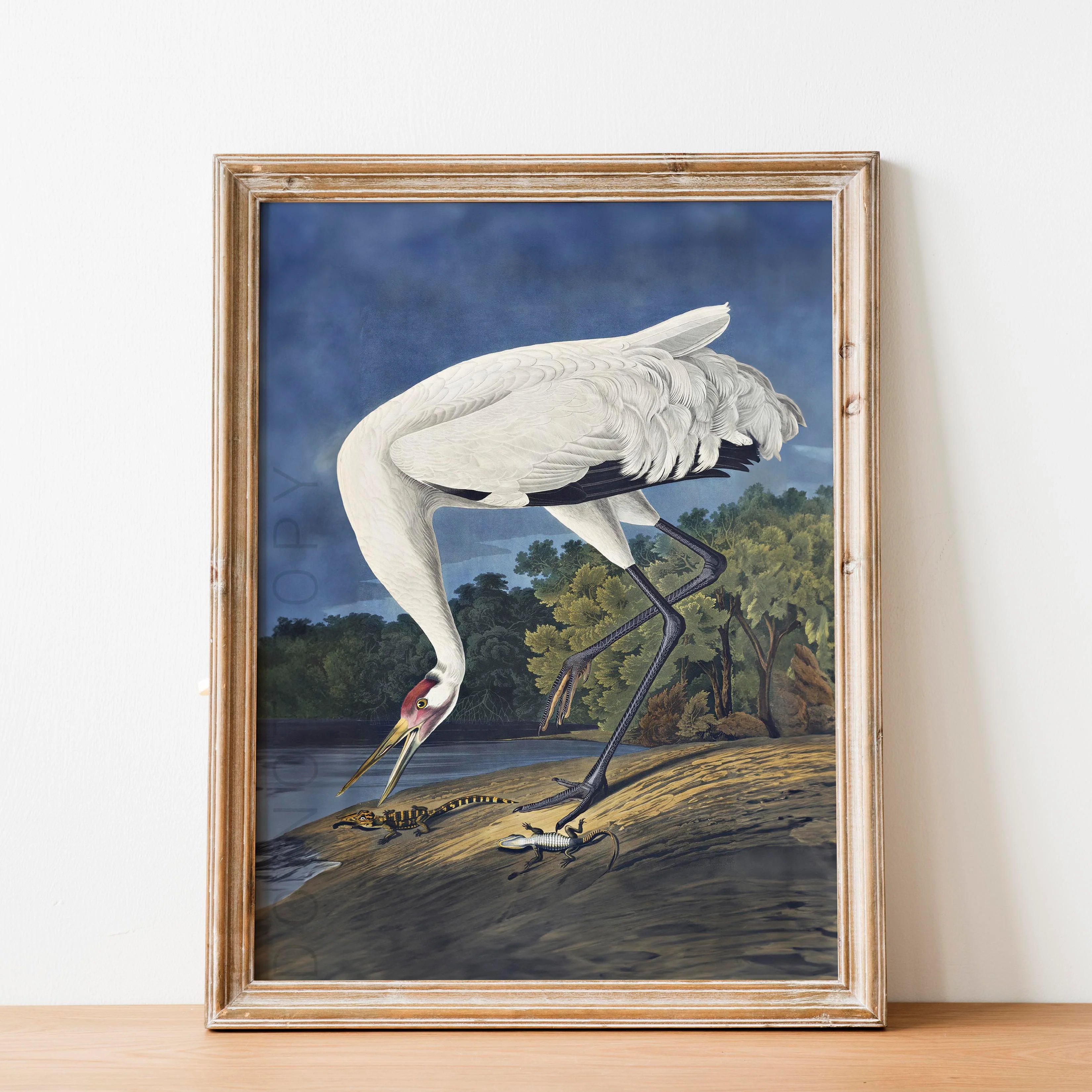 Hooping Crane 1834 - Image 2