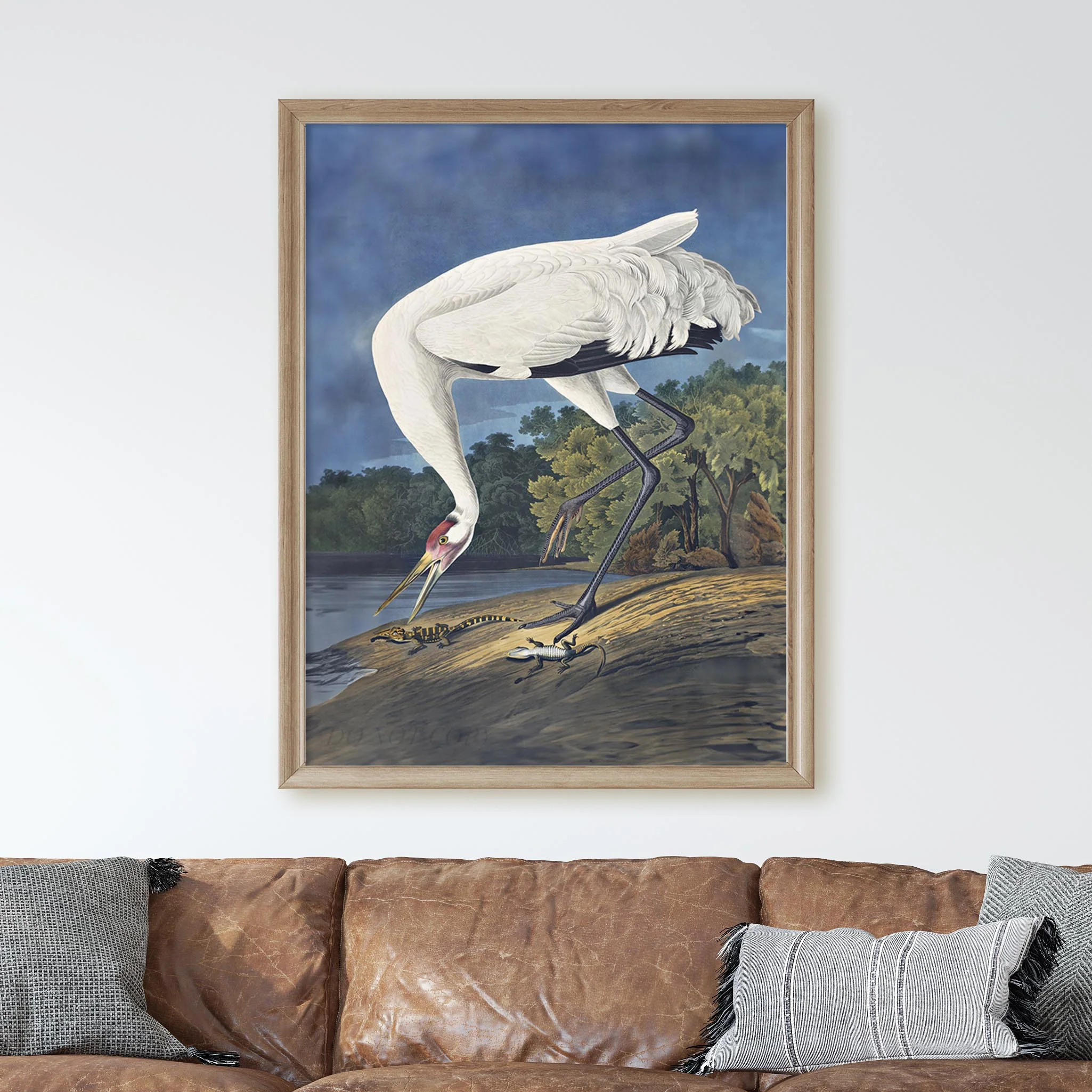 Hooping Crane 1834 - Image 3