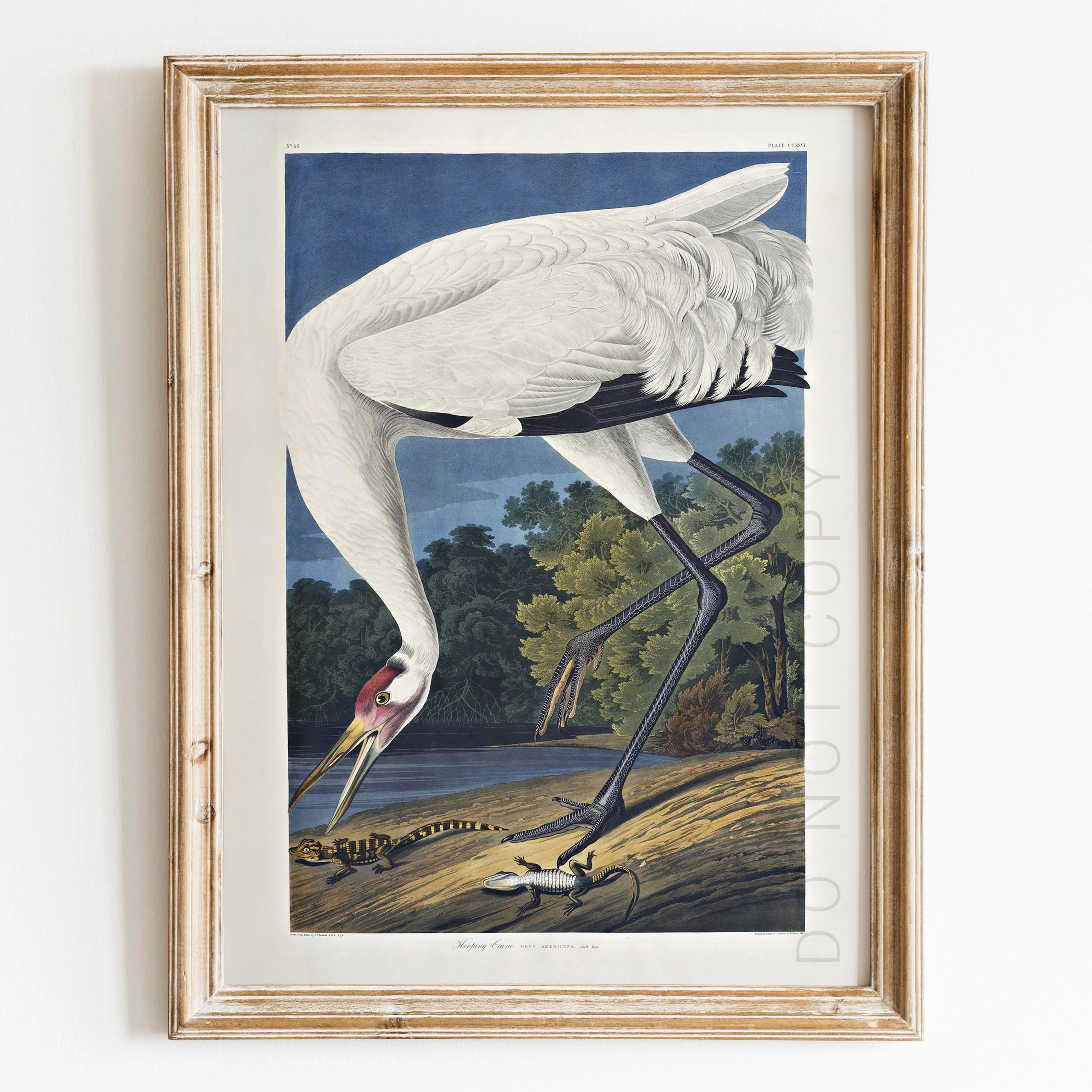 Hooping Crane 1834