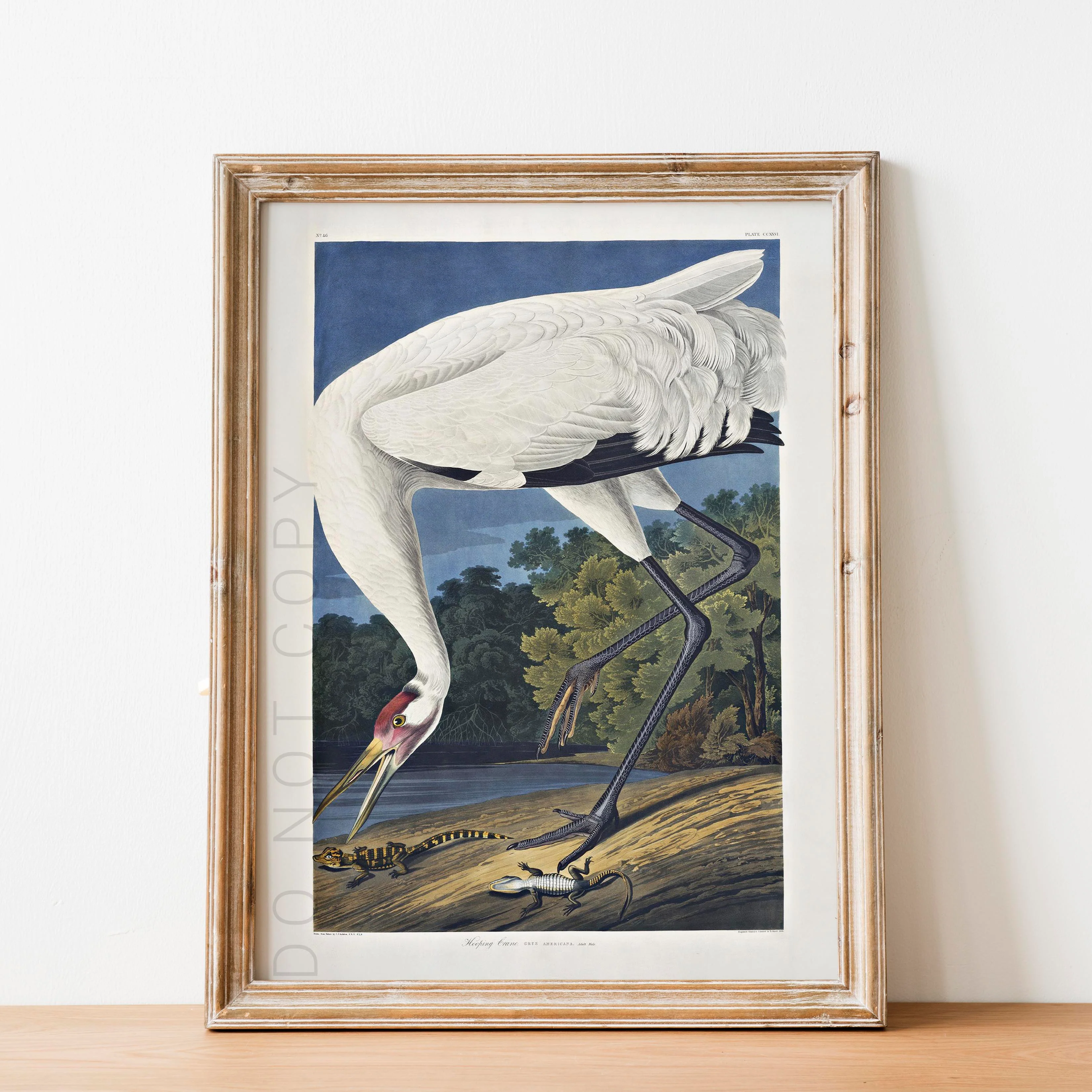 Hooping Crane 1834 - Image 2