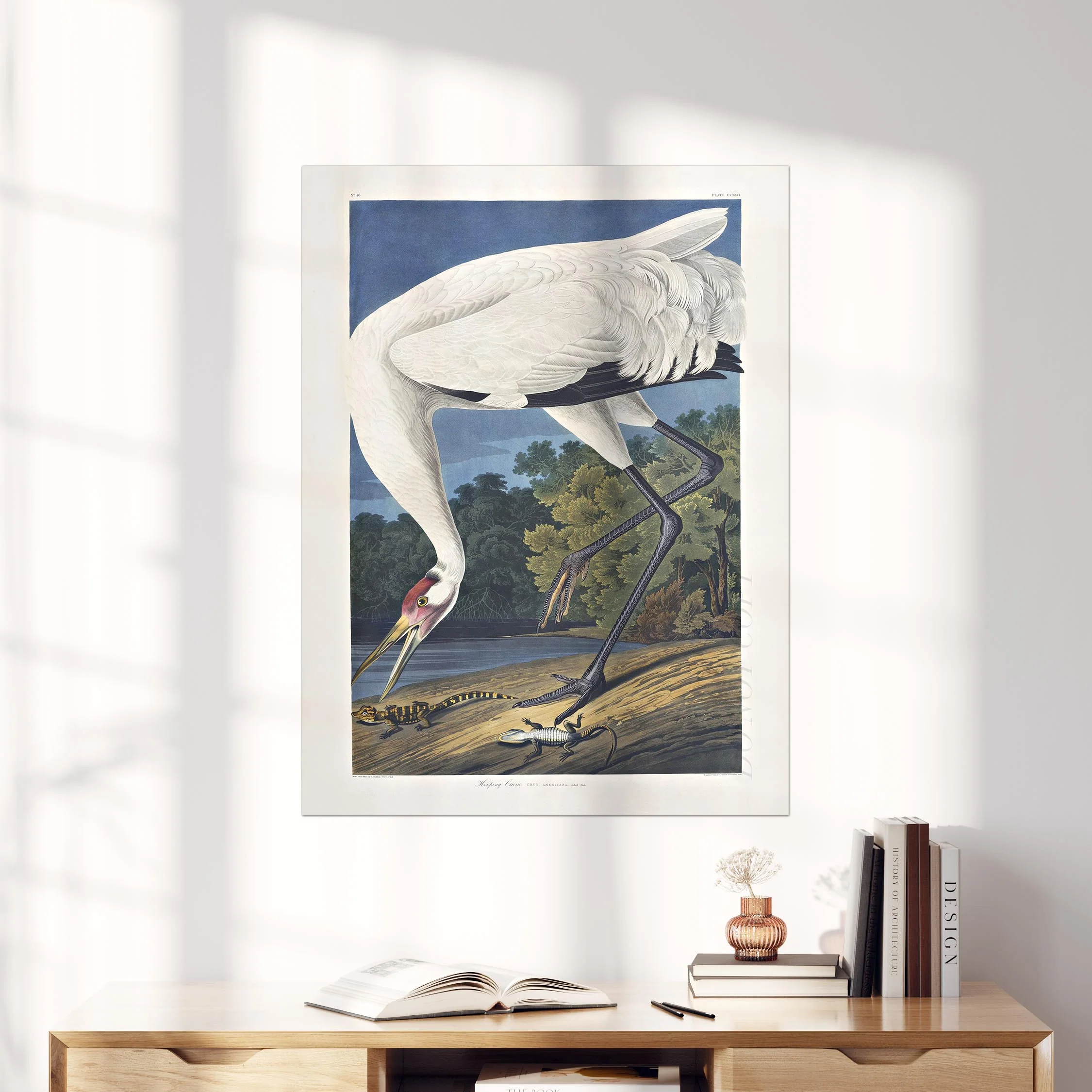Hooping Crane 1834 - Image 4