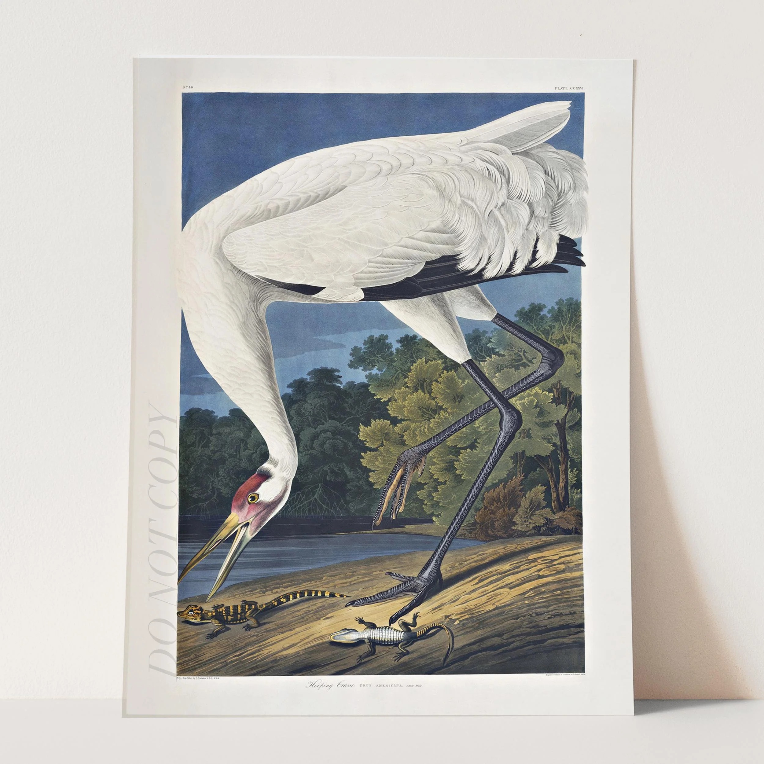 Hooping Crane 1834 - Image 5