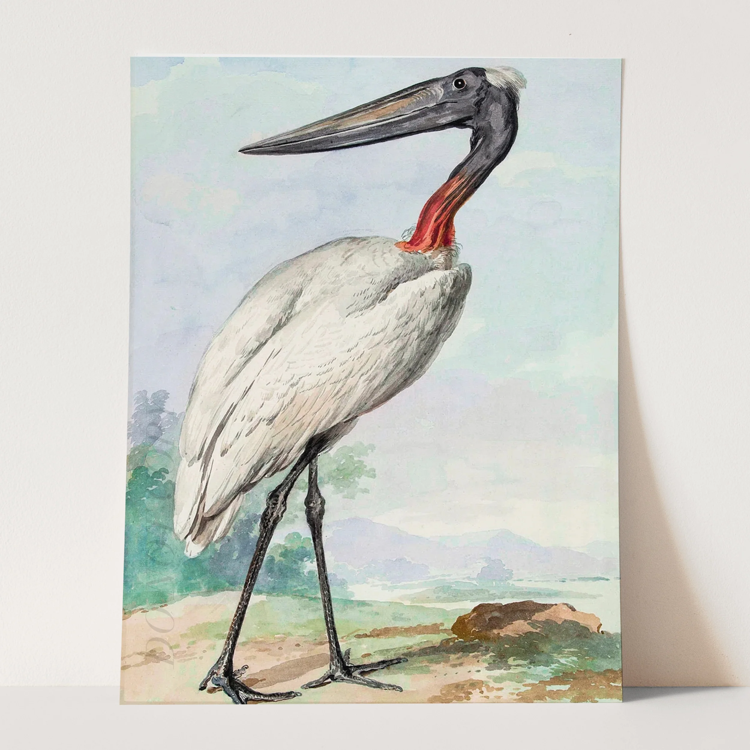 Jabiru Jabiroe Stork by Aert Schouman - Image 3