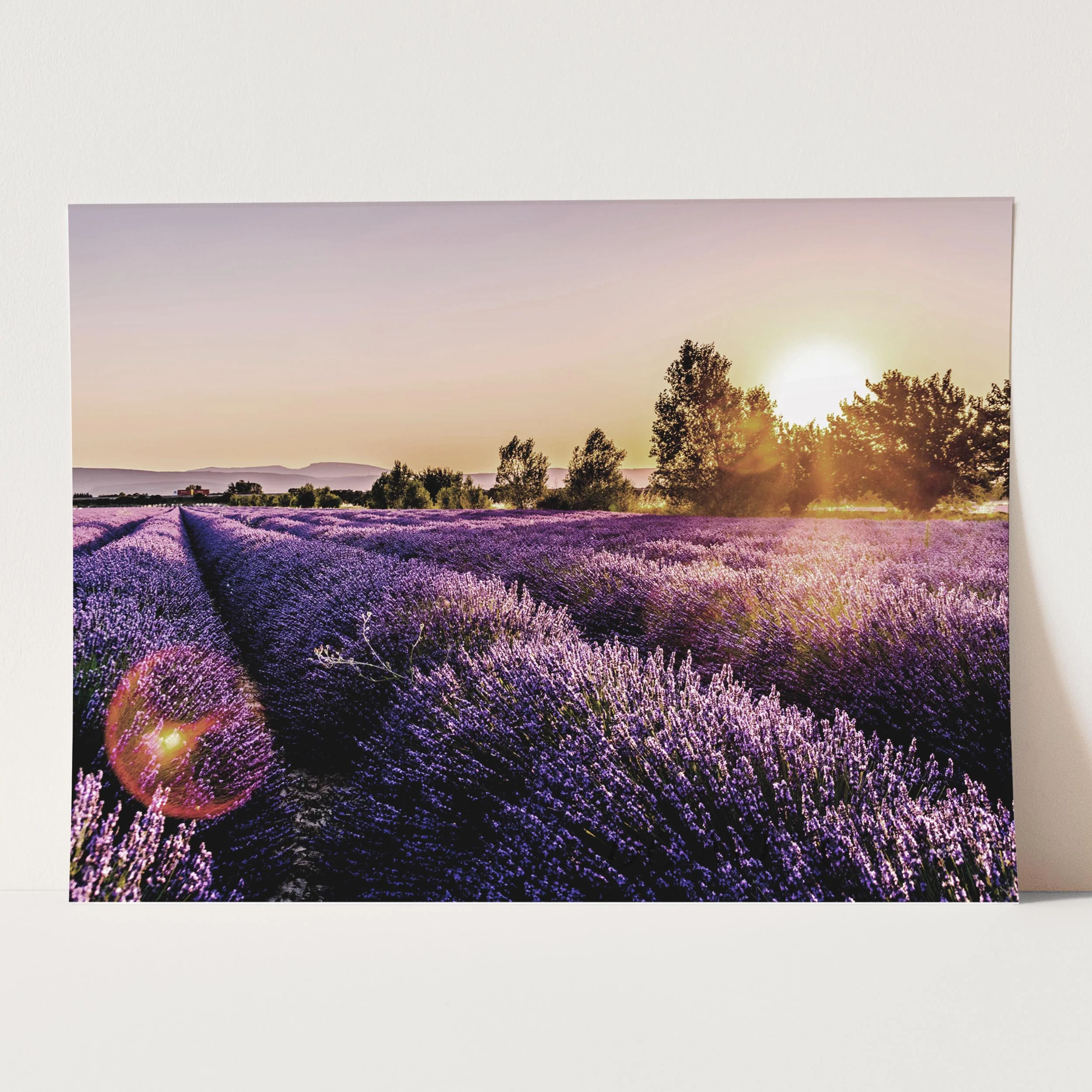 Lavender Fields - Image 5