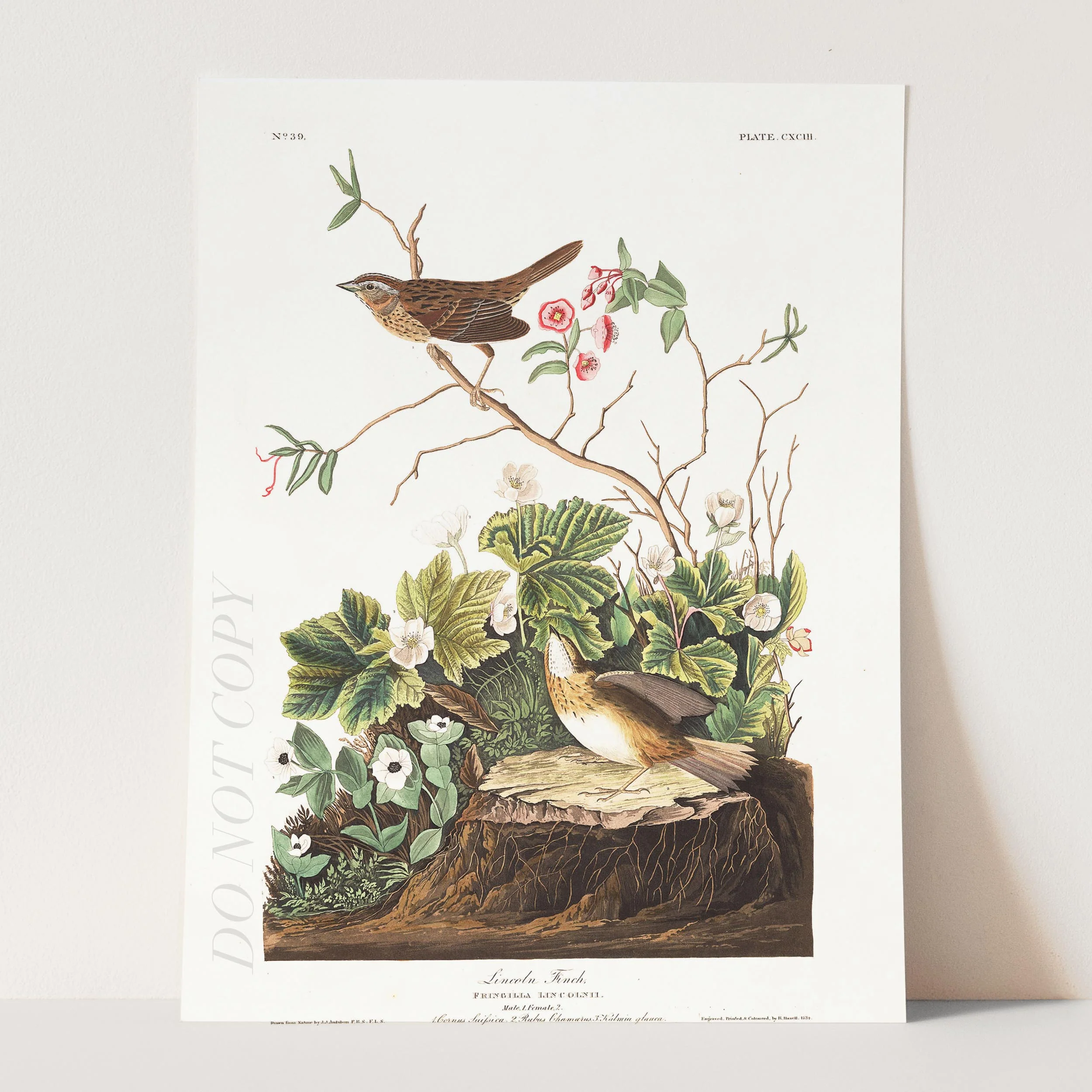 Lincoln Finch Birds Of America - Image 3