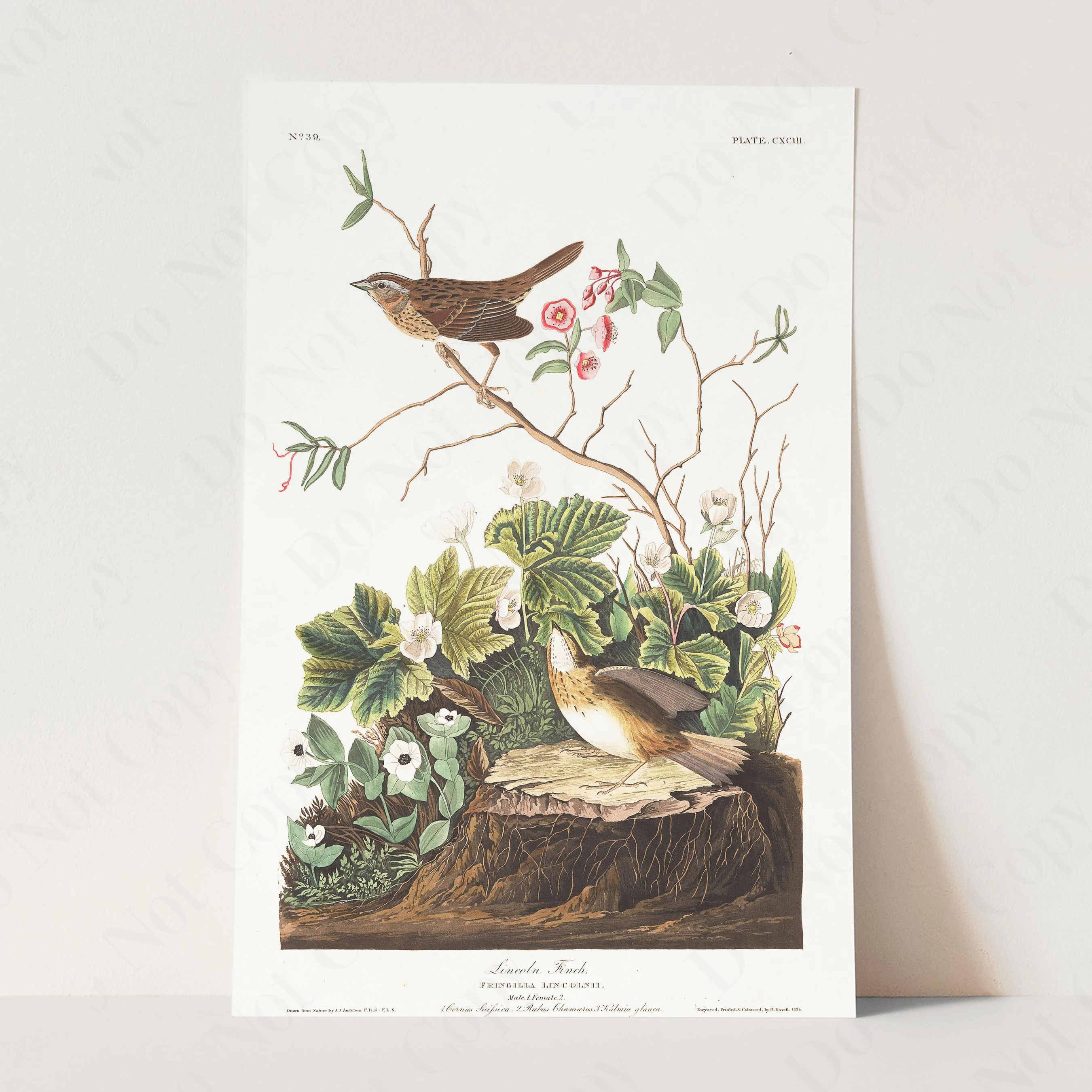 Lincoln Finch, Birds of America - Image 3