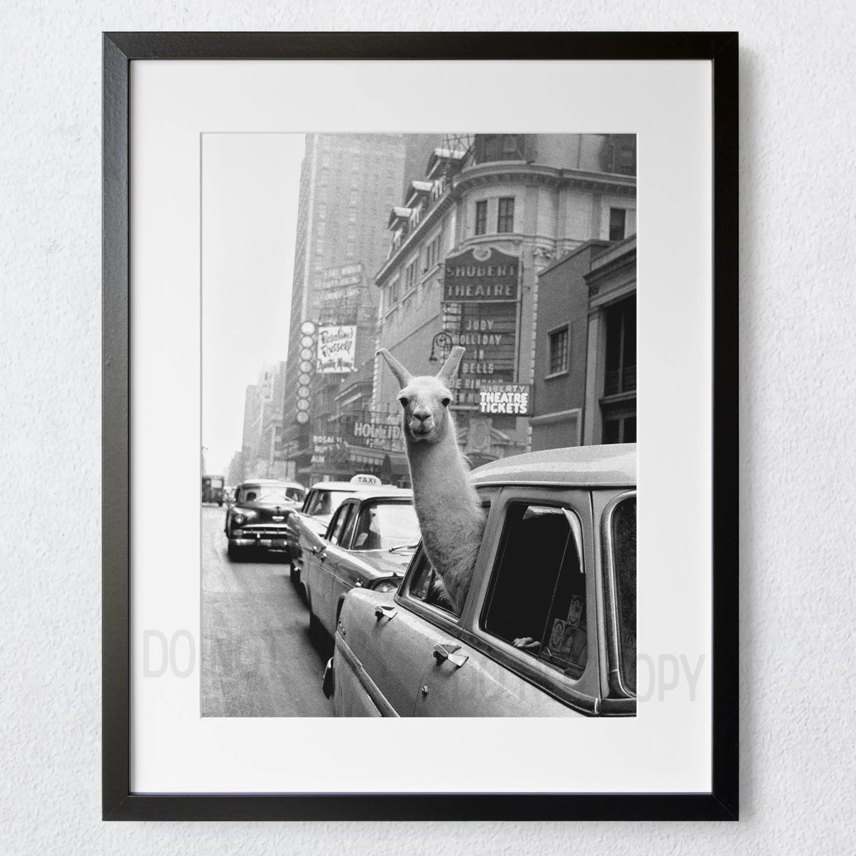 Llama in Taxi in Times Square New York City NYC 1950s - Image 3