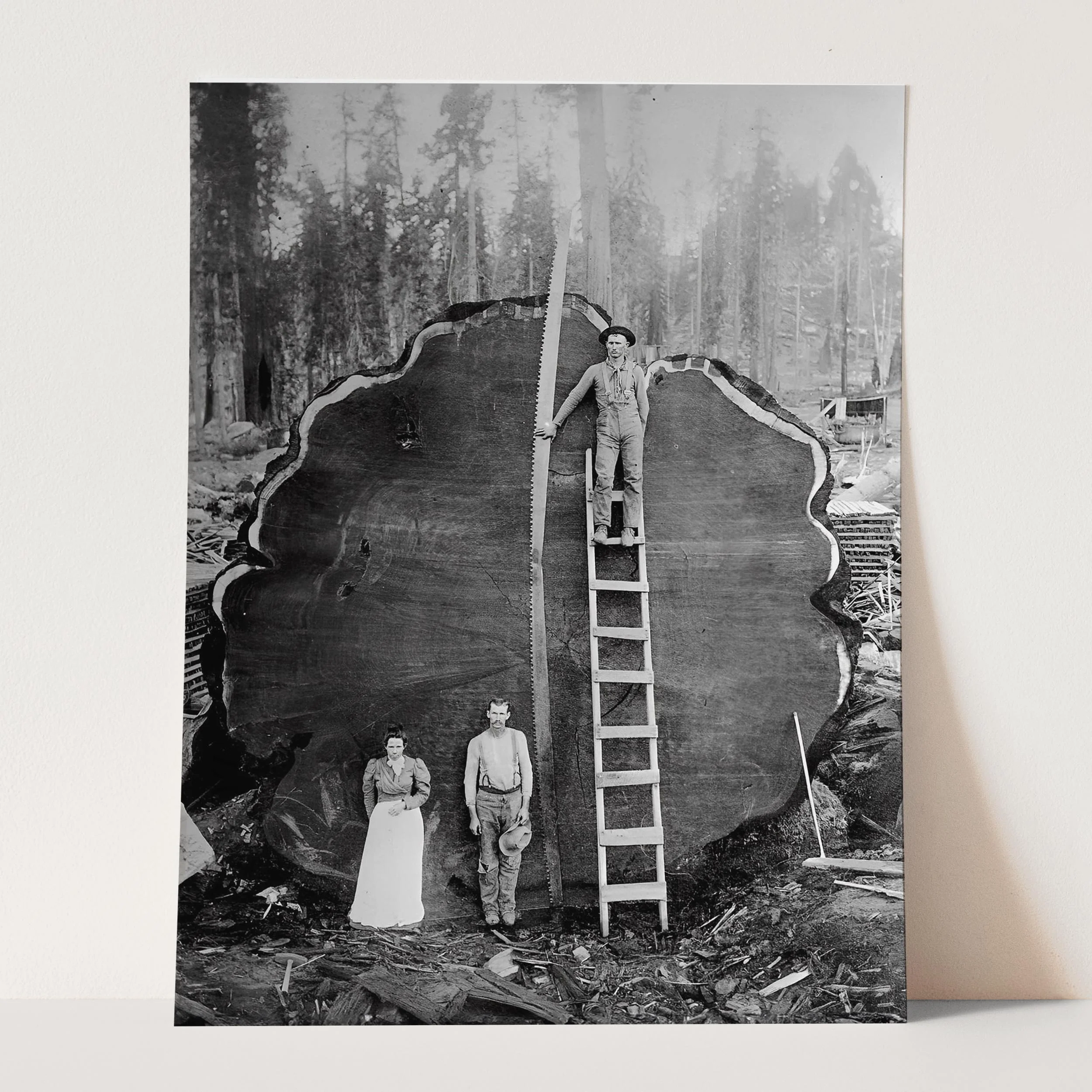 Logging Family With Cut Down 1300 Year Old Tree 1892 - Image 3