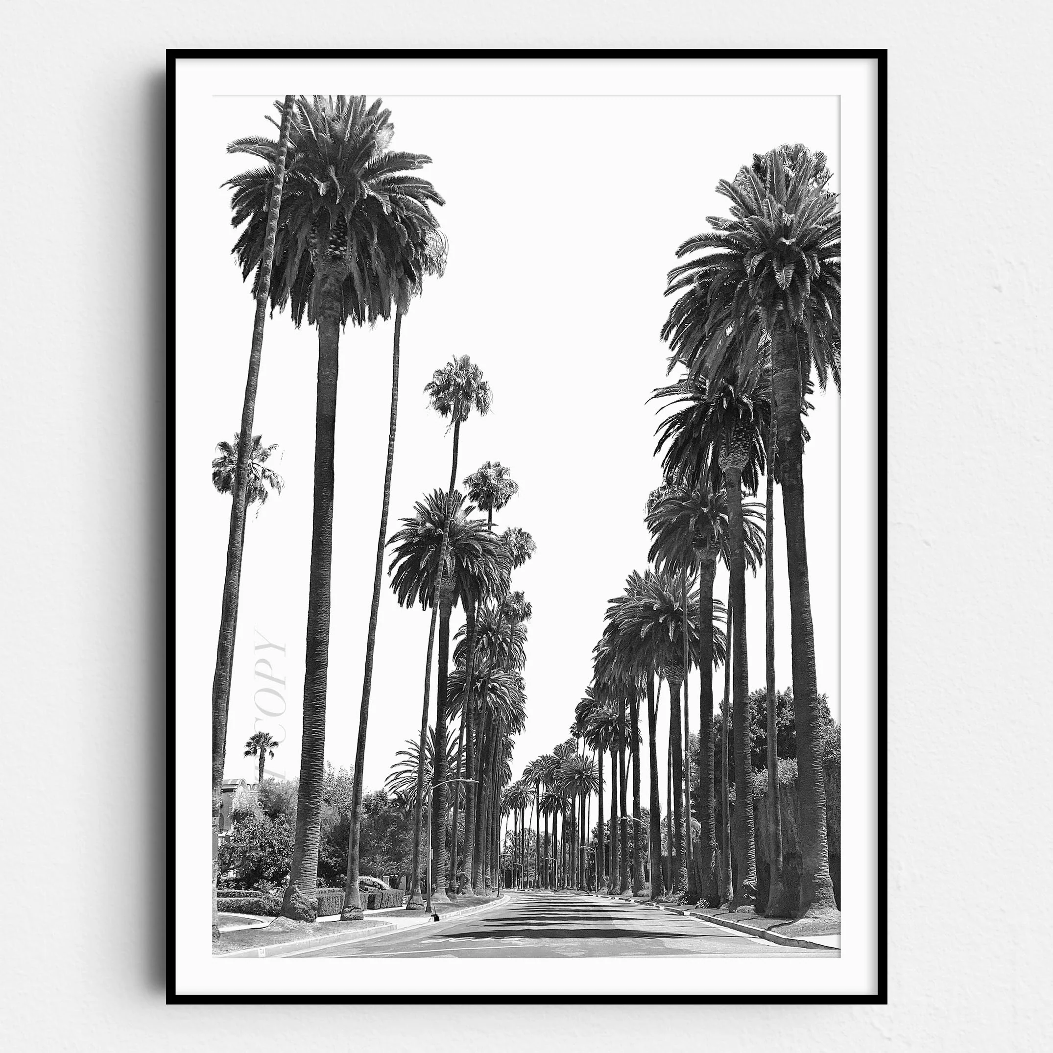 Los Angeles Palm Trees
