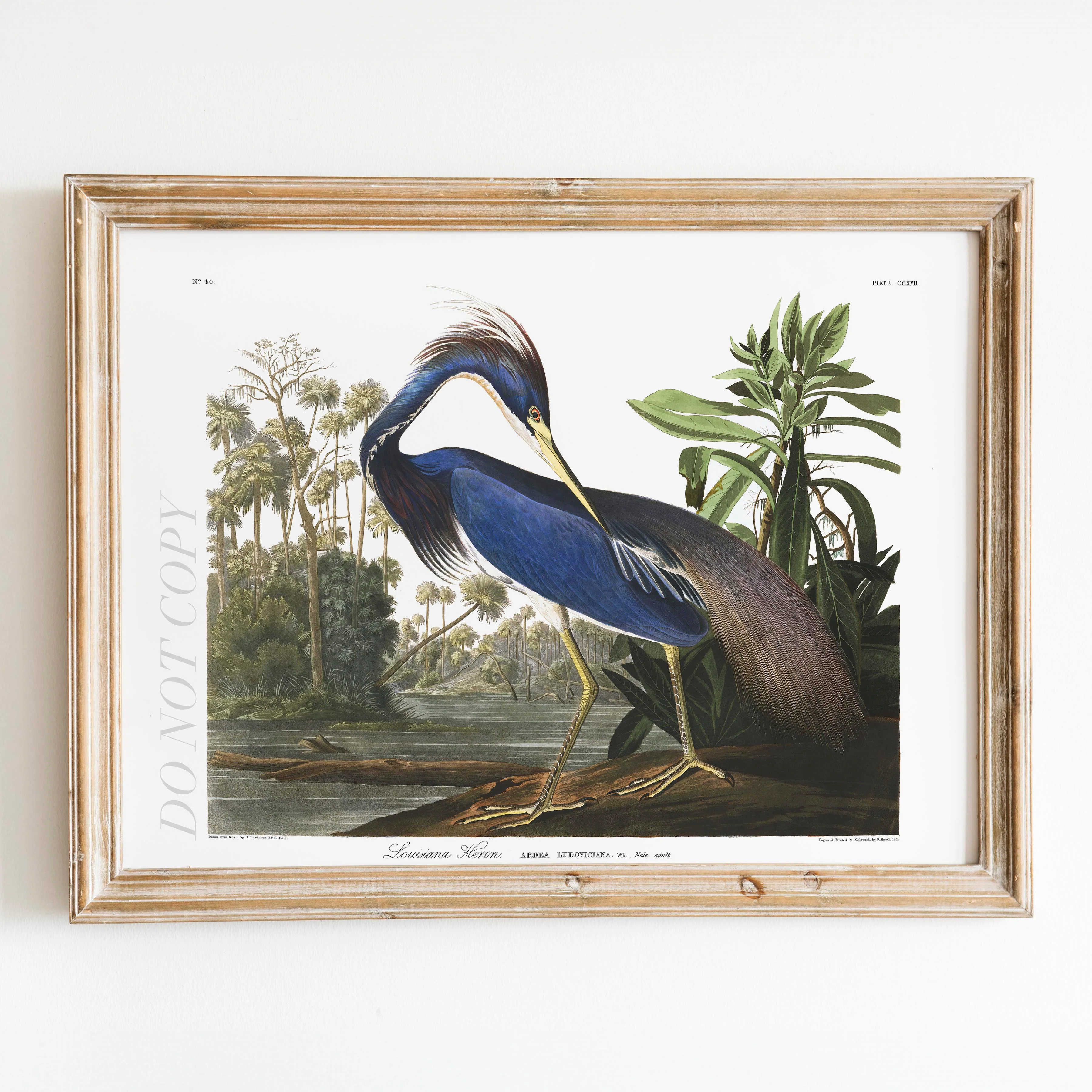 Louisiana Heron Birds of America