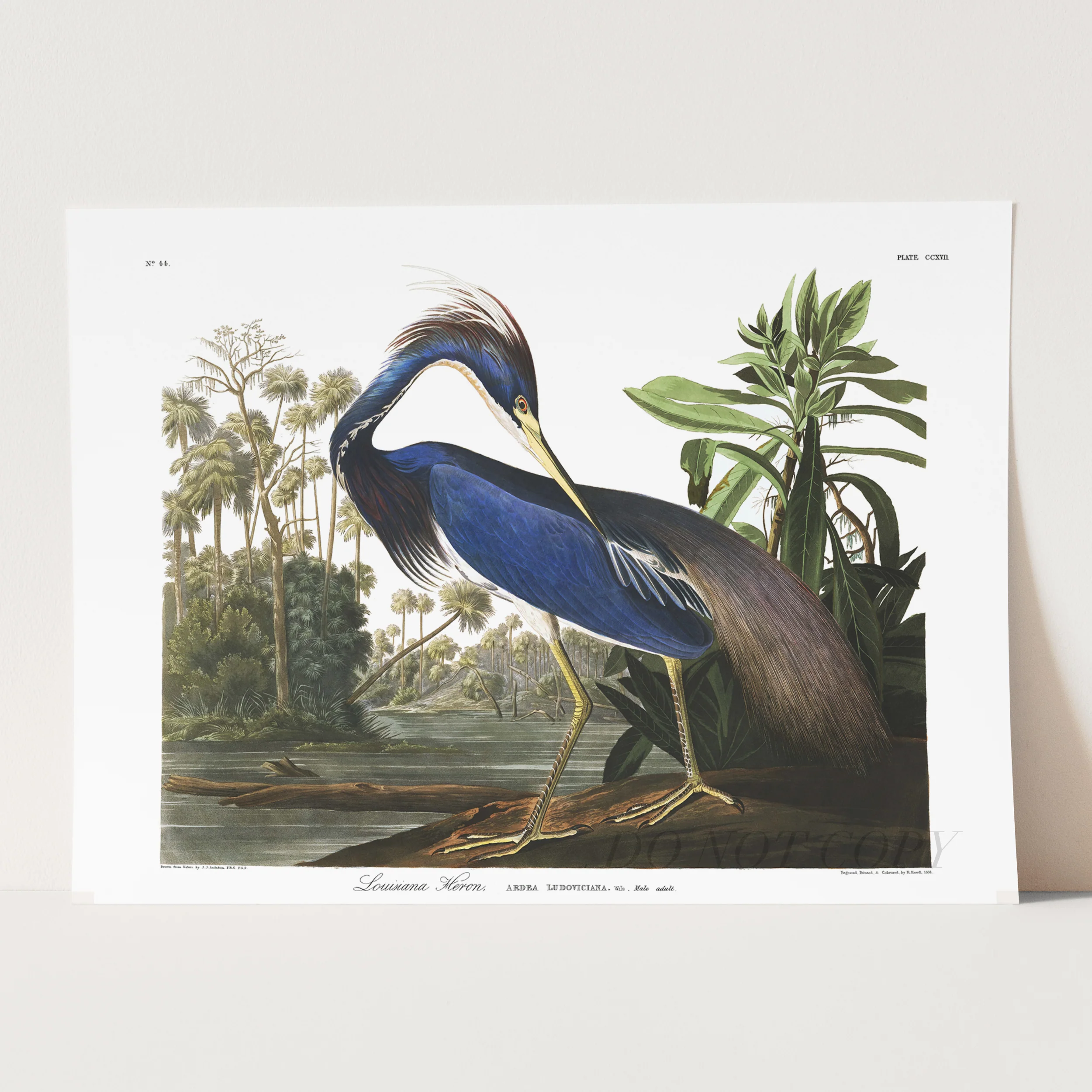 Louisiana Heron Birds of America - Image 3