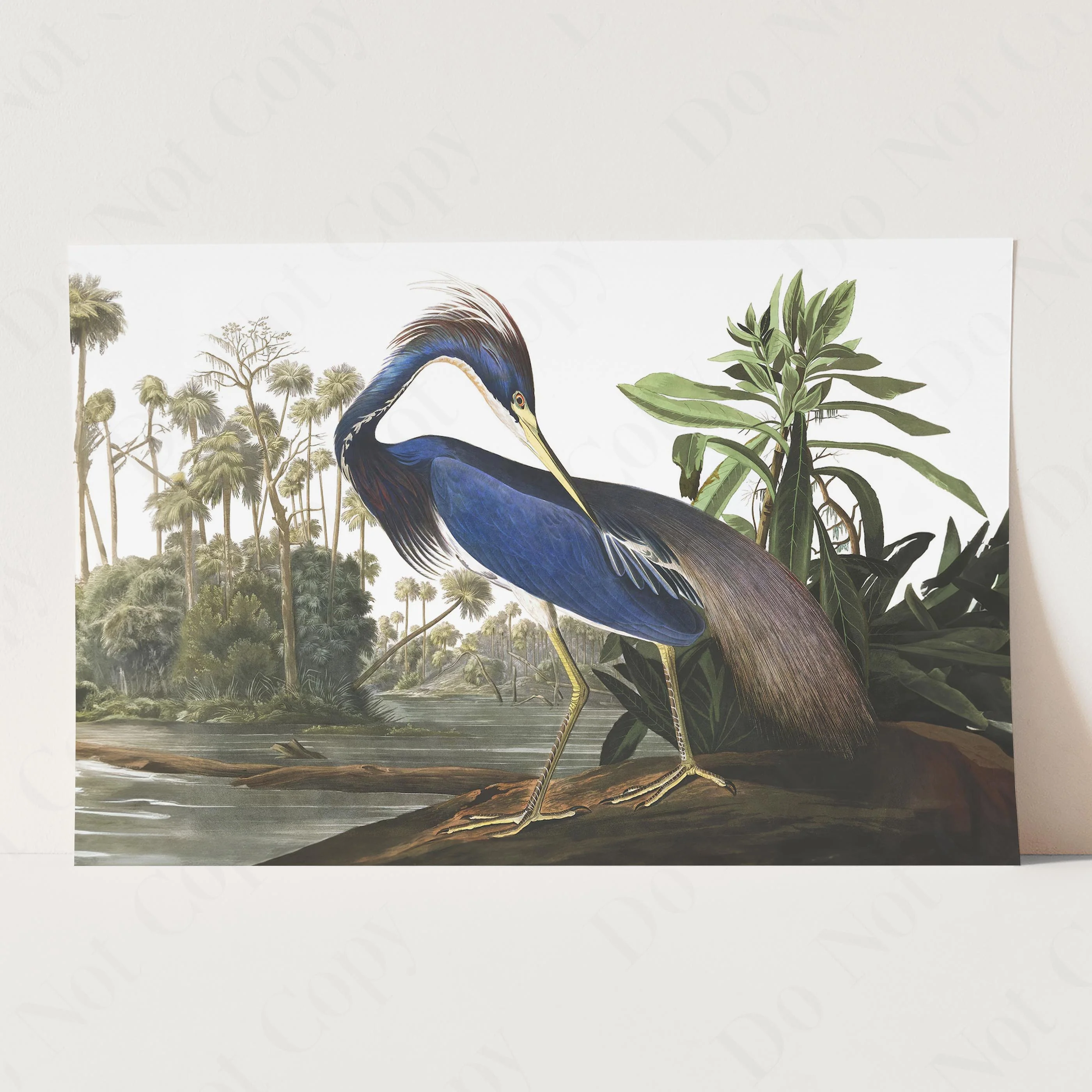 Louisiana Heron, Birds of America - Image 3