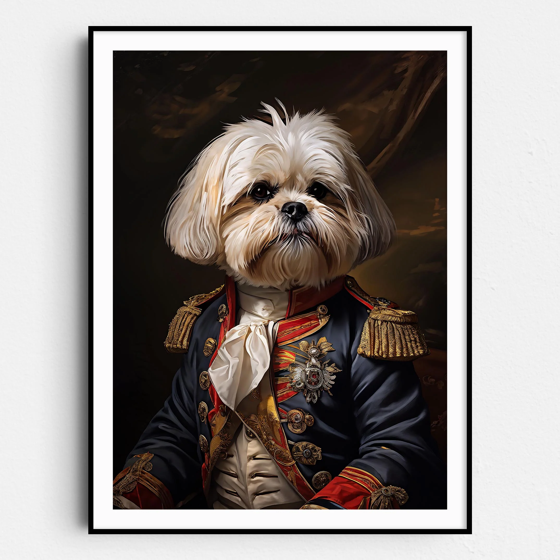 Maltese Shih Tzu Aristocrat